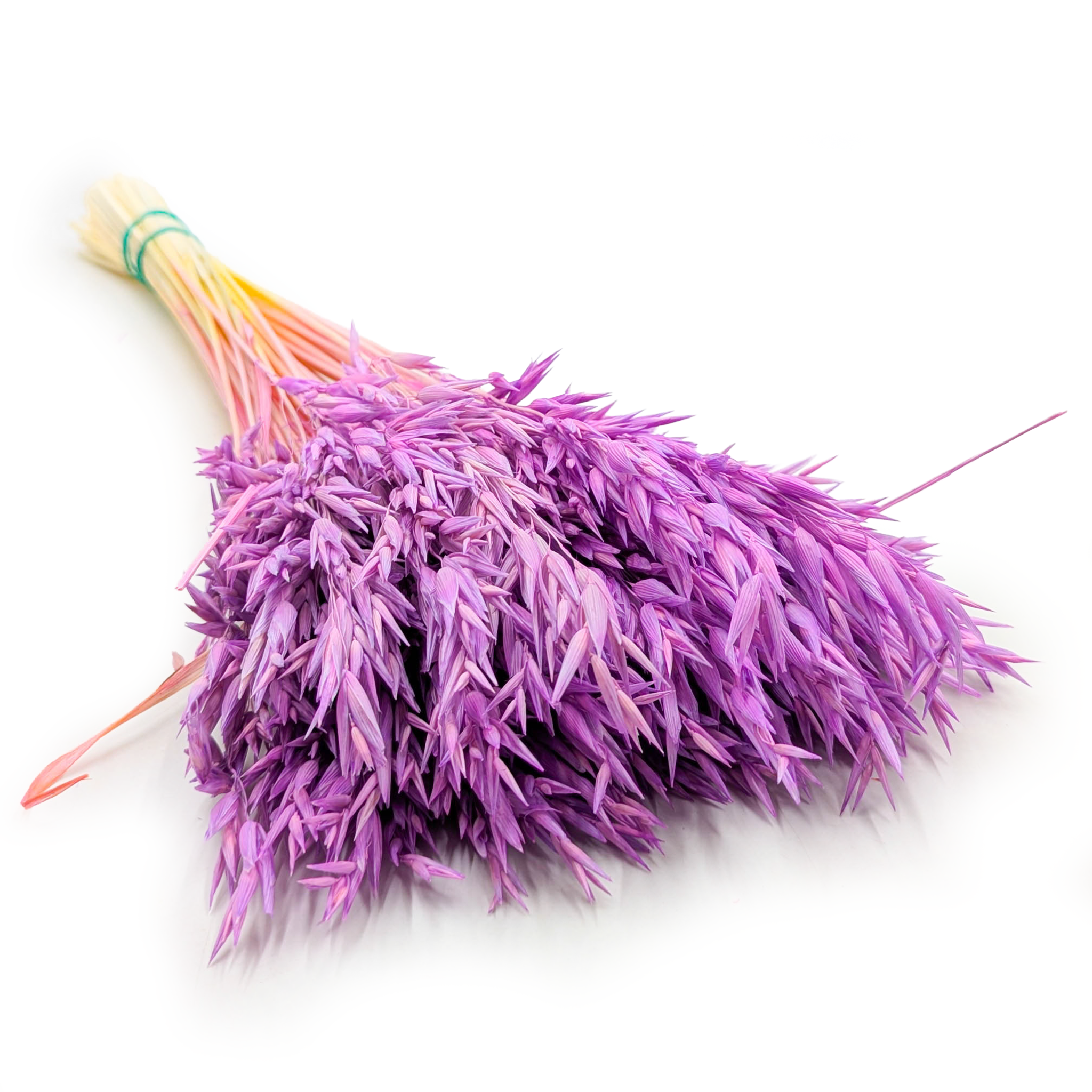 Dried Oats - Purple