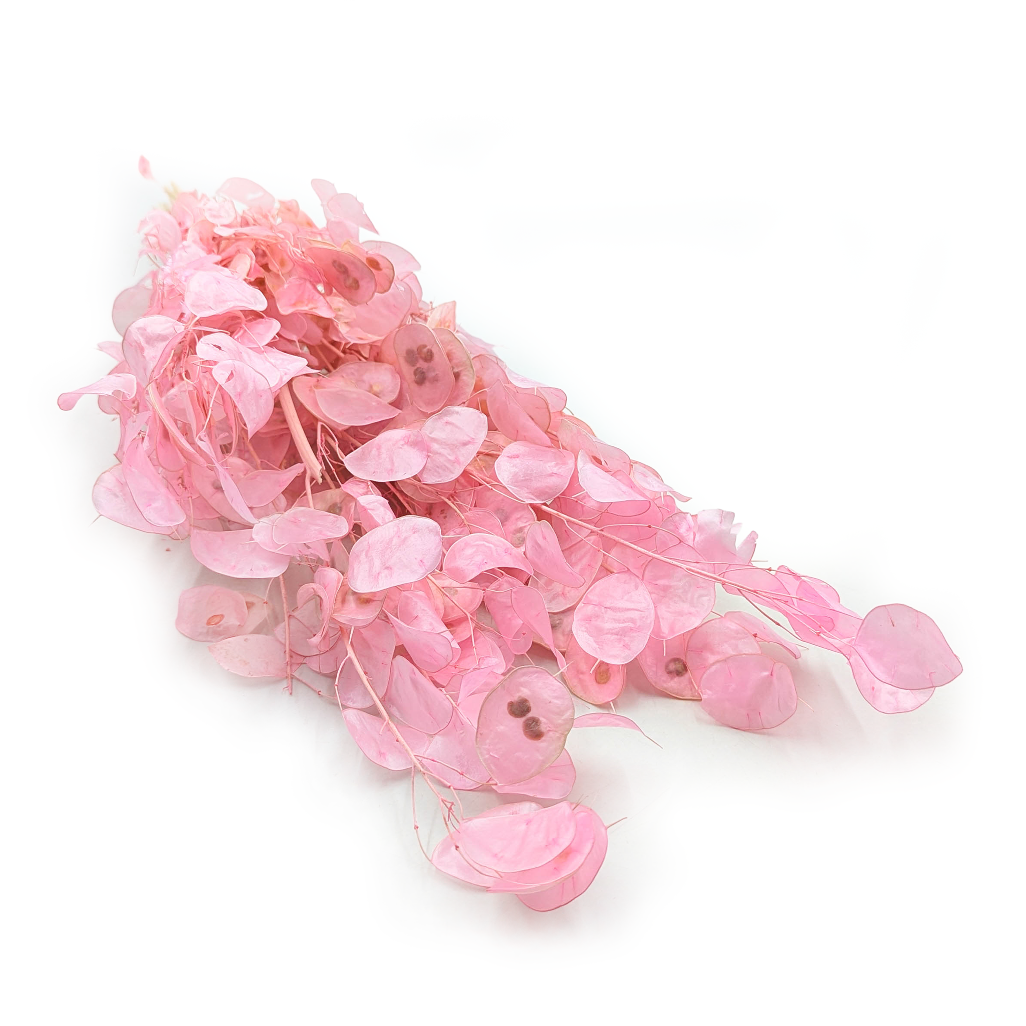 Lunaria - (Honesty) - Pink