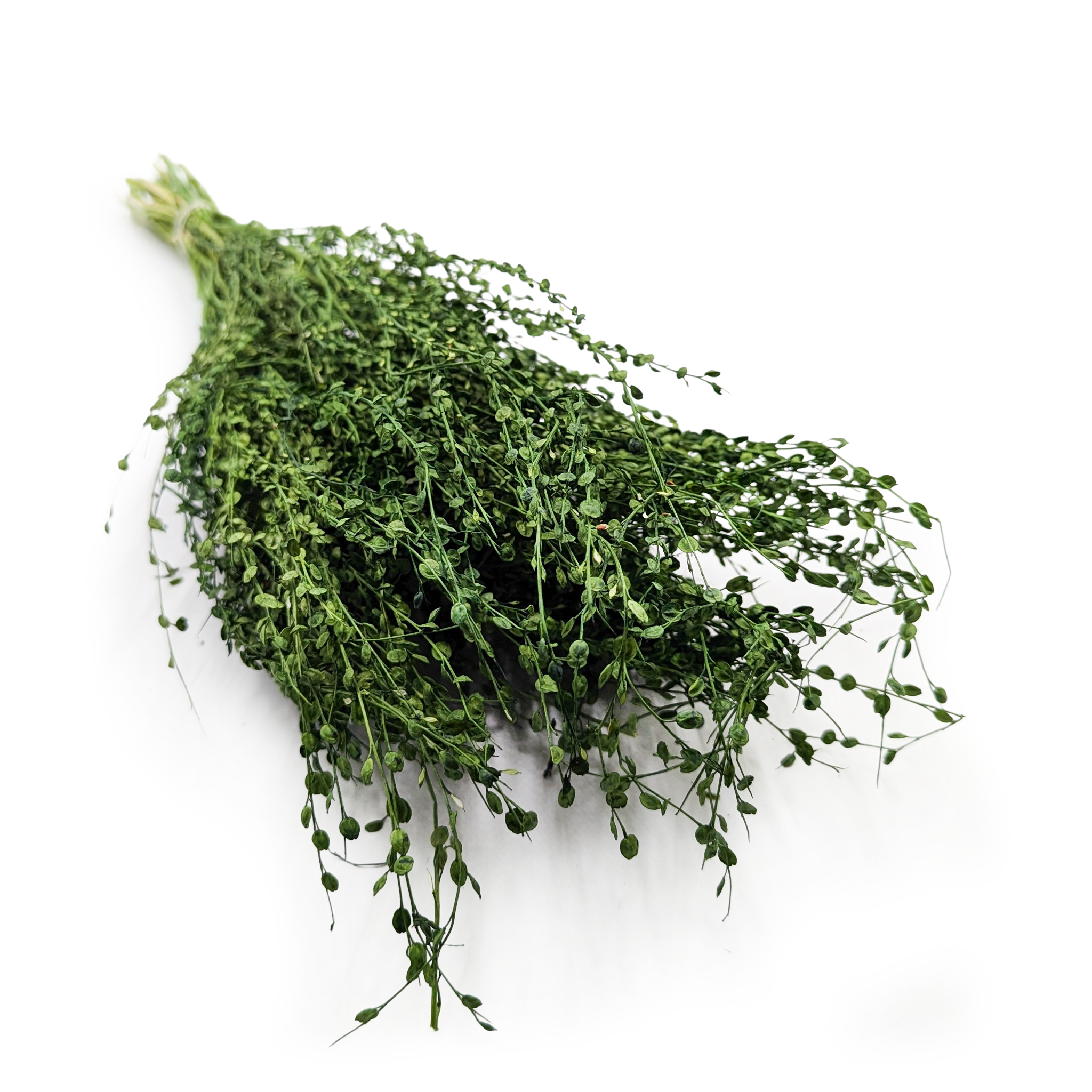 Lepidium (Lepidium sativum) - Bottle green