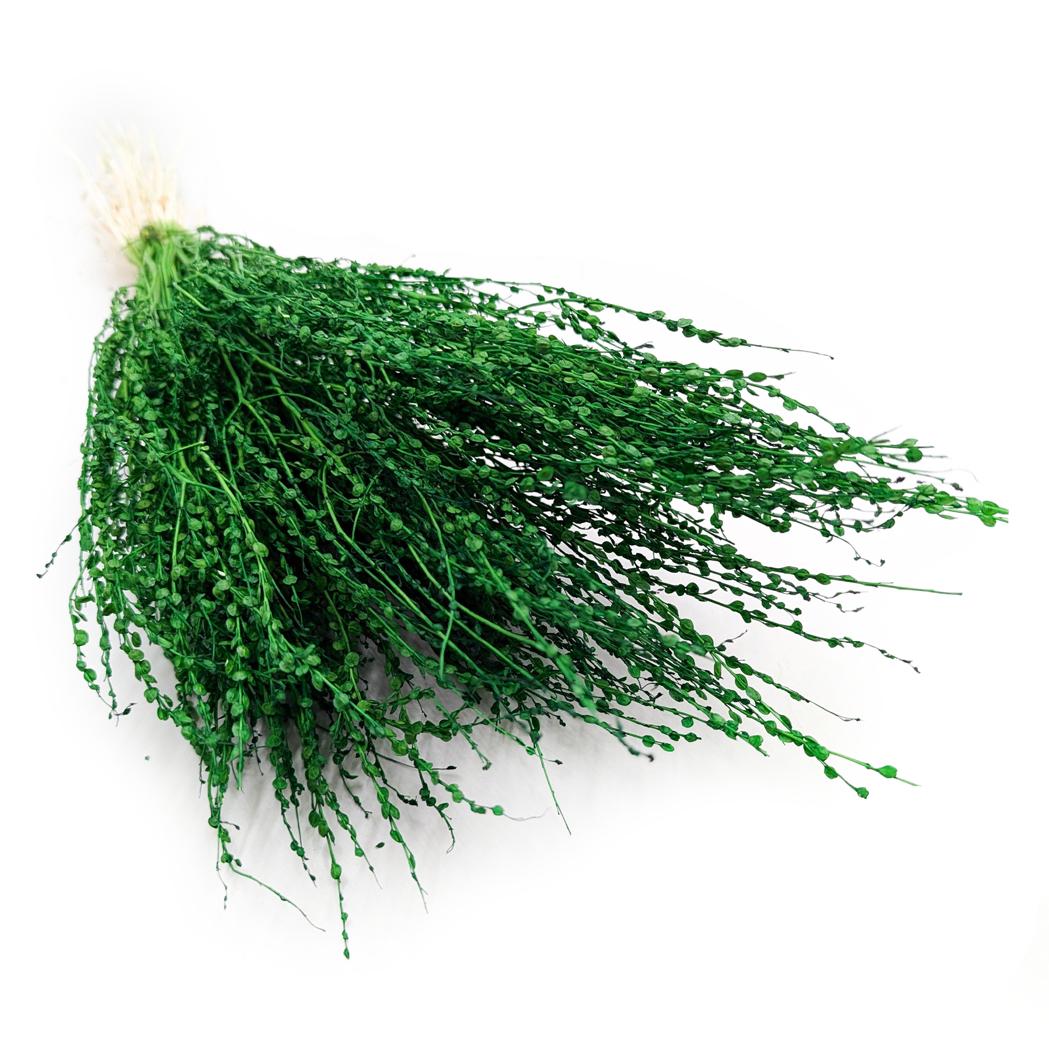 Lepidium (Lepidium sativum) - Green