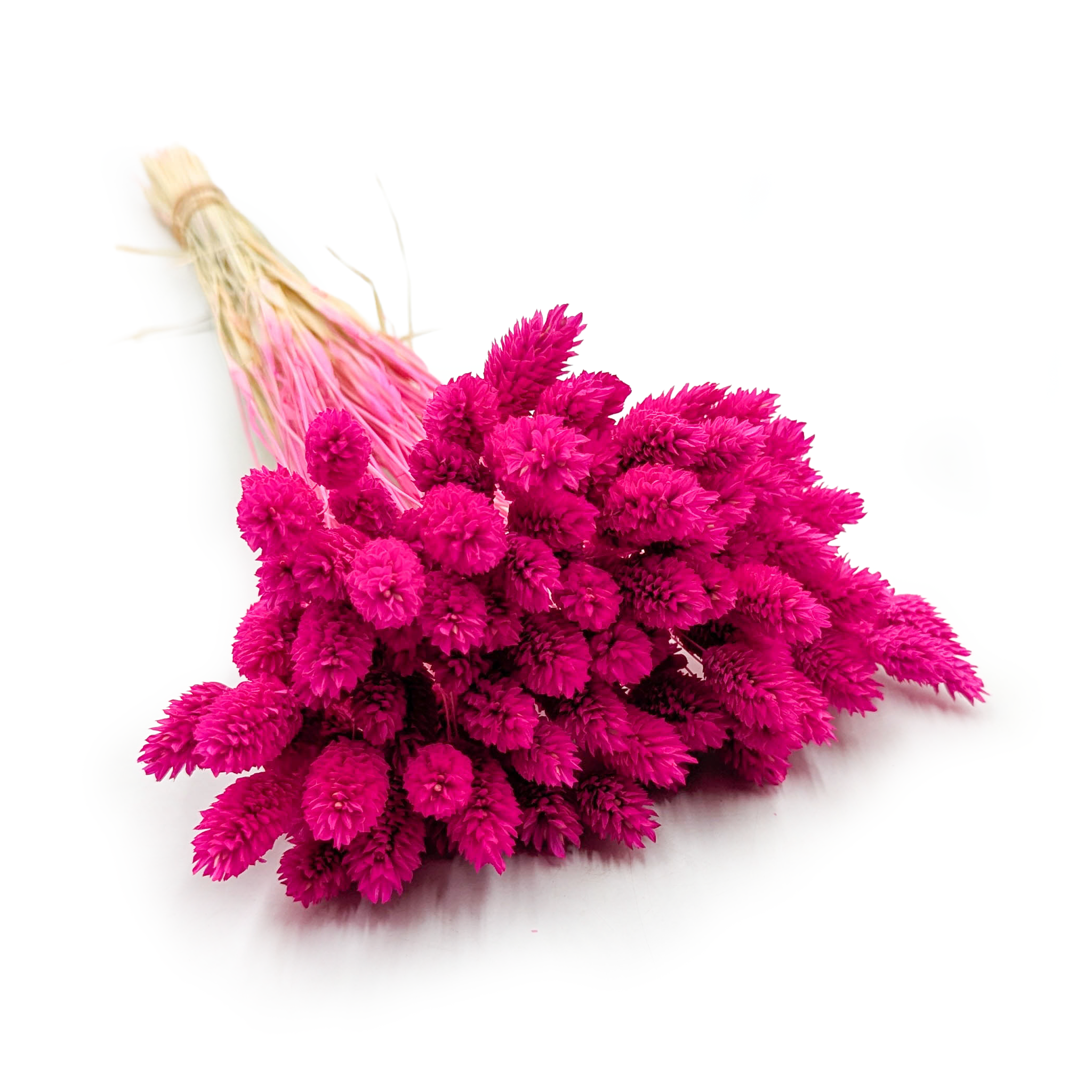 Dried Phalaris - Canary Grass - Fuchsia
