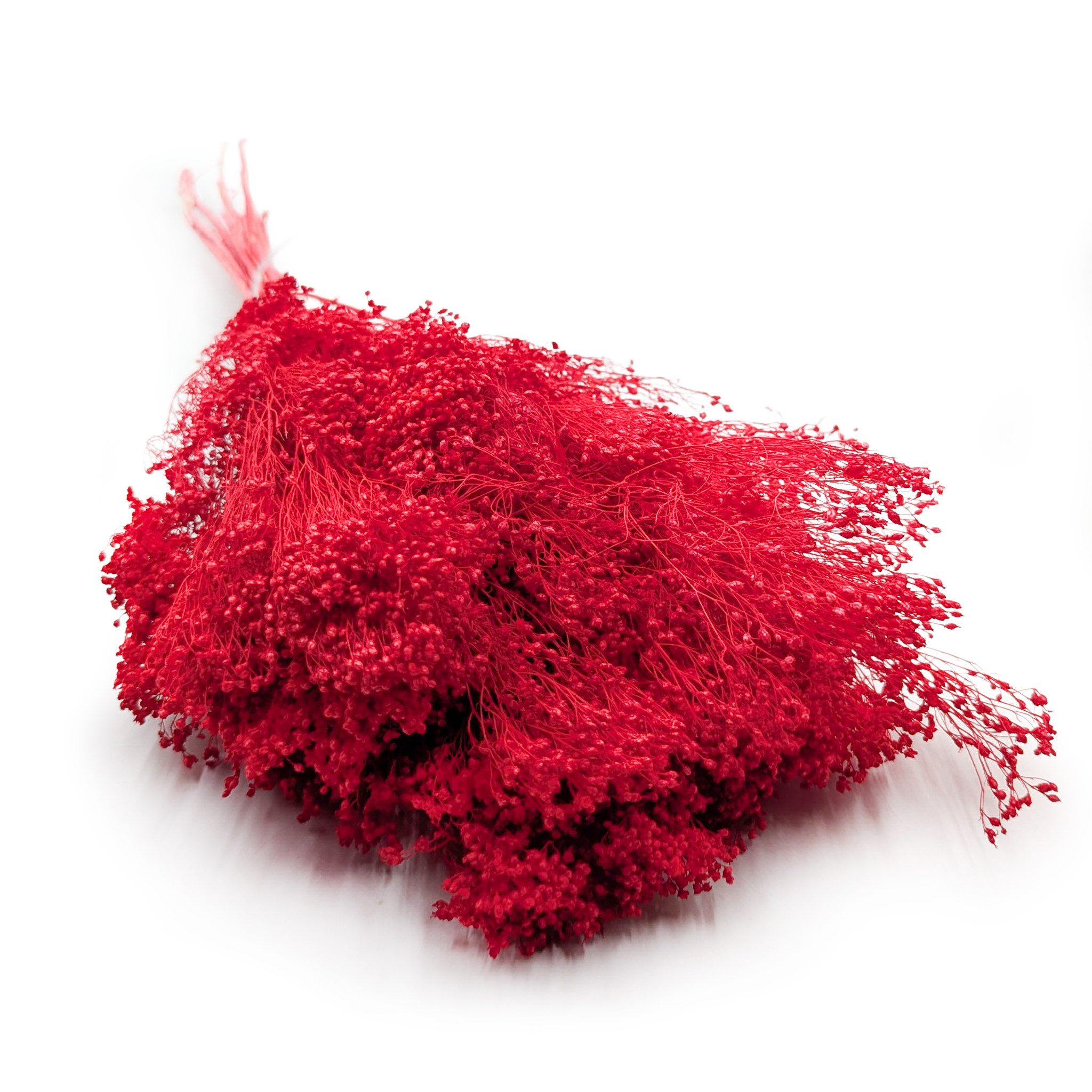 Broom Bloom ( Cytisus Scoparius) – Red