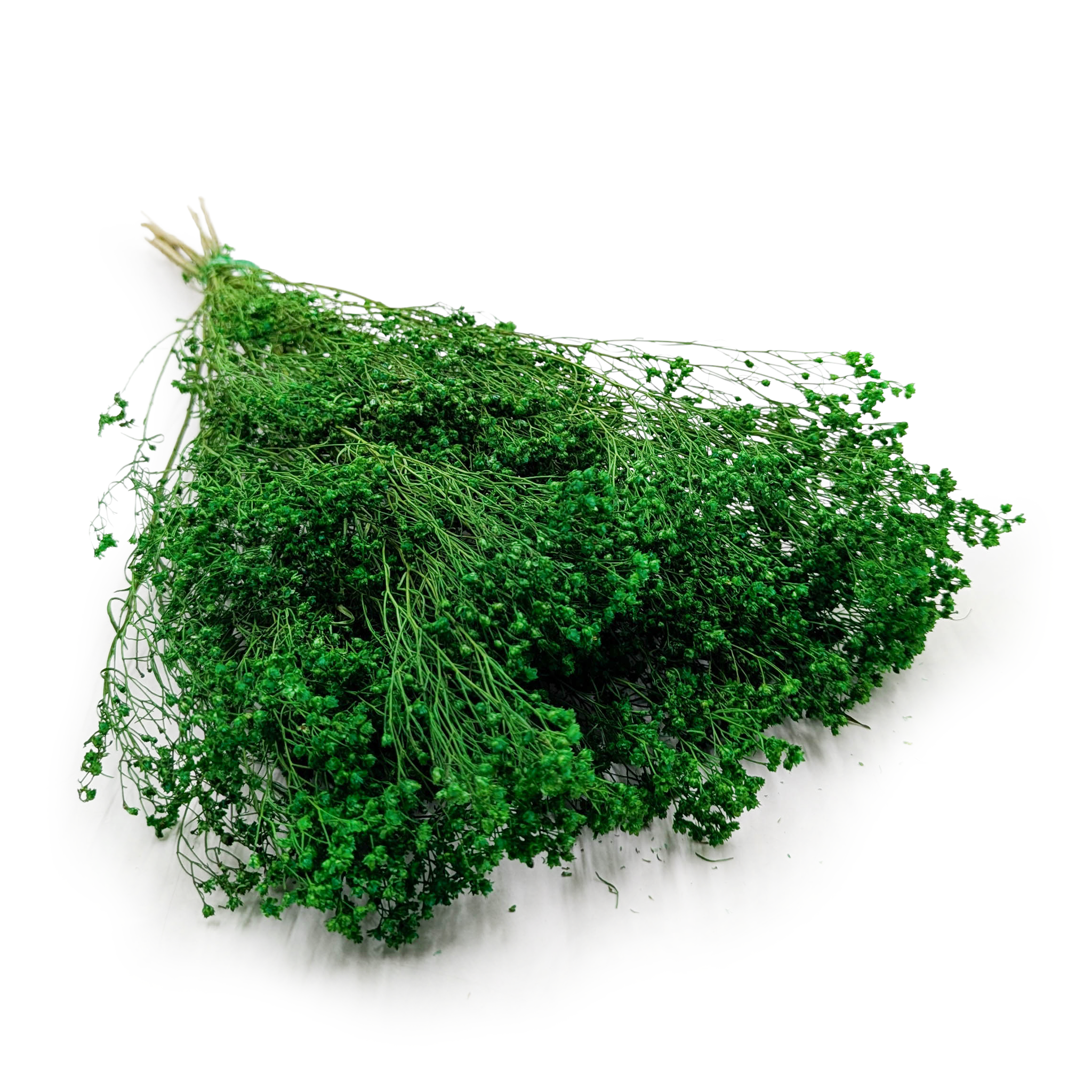 Broom Bloom ( Cytisus Scoparius) – Green