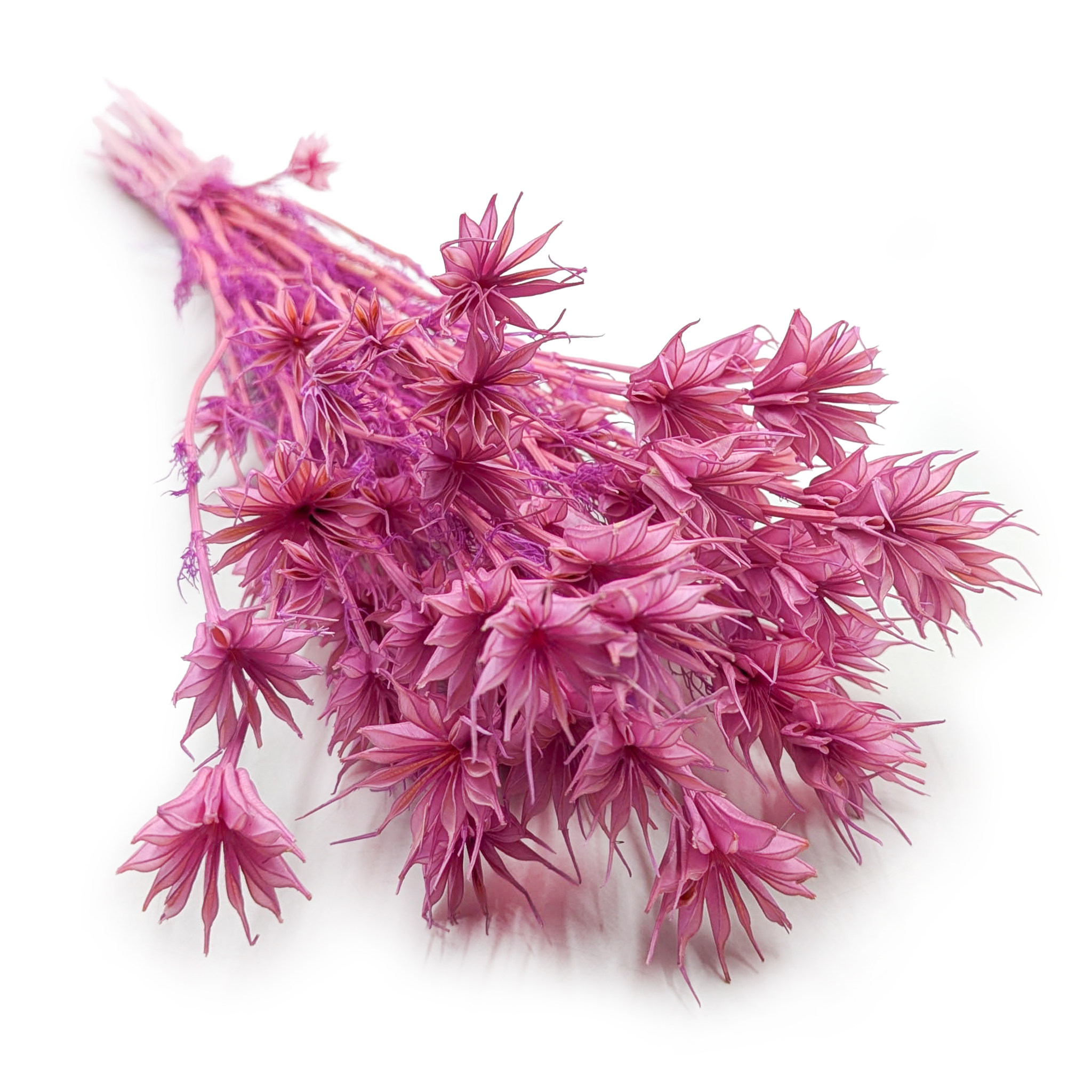 Dried Nigella - (Nigella Orientalis) - Lilac