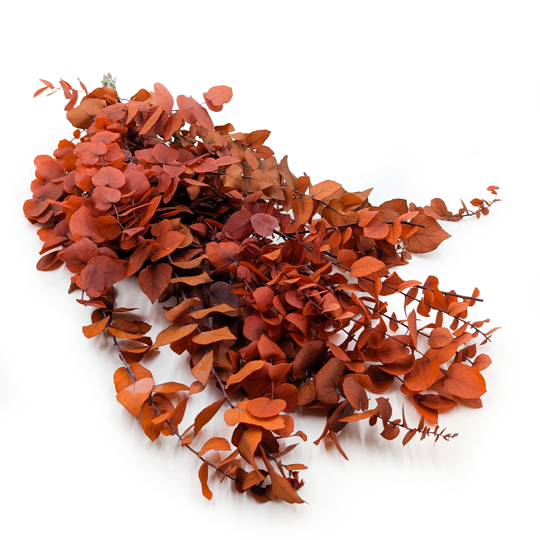 Stabilized Eucalyptus - Stuartiana - Orange Autumn