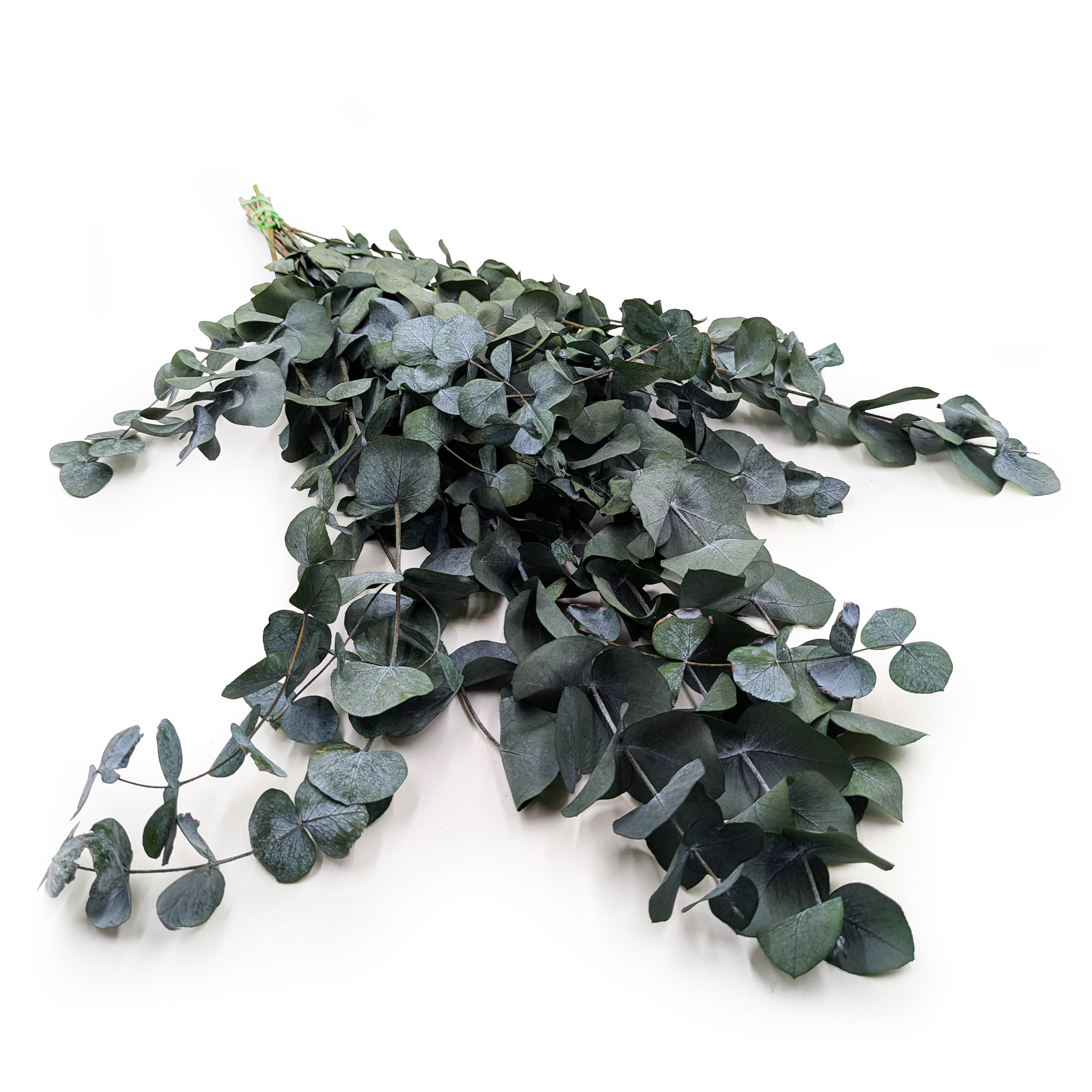 Preserved Eucalyptus – Cinerea – Green