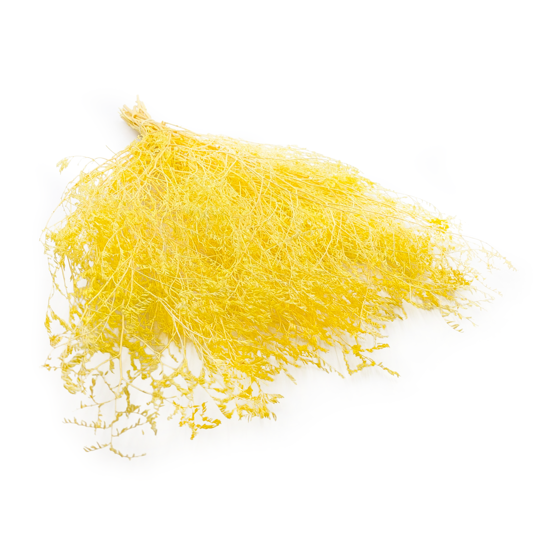 Dried Broadleaf Statice – Limonium Latifolium – Yellow