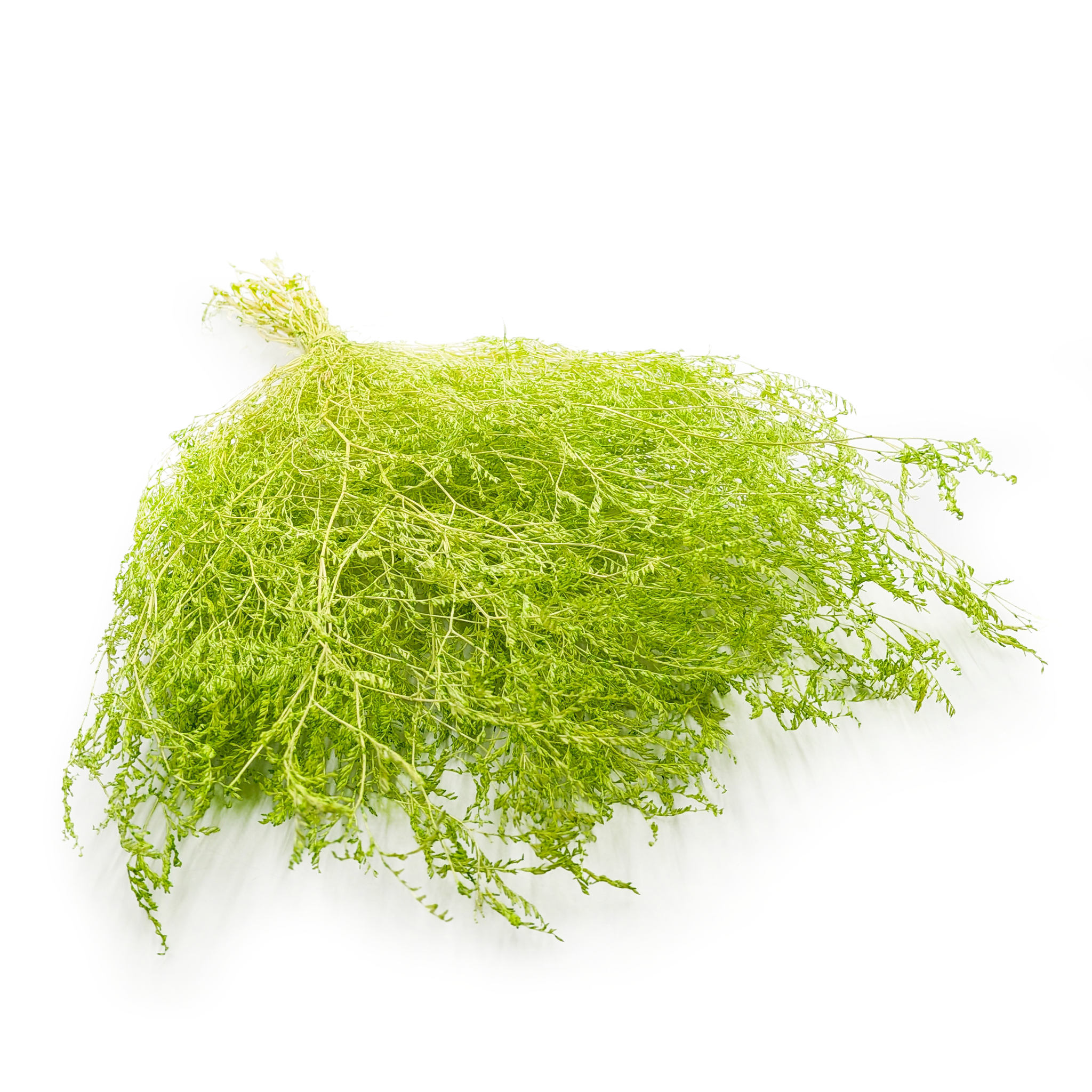 Dried Broadleaf Statice – Limonium Latifolium – Light Green