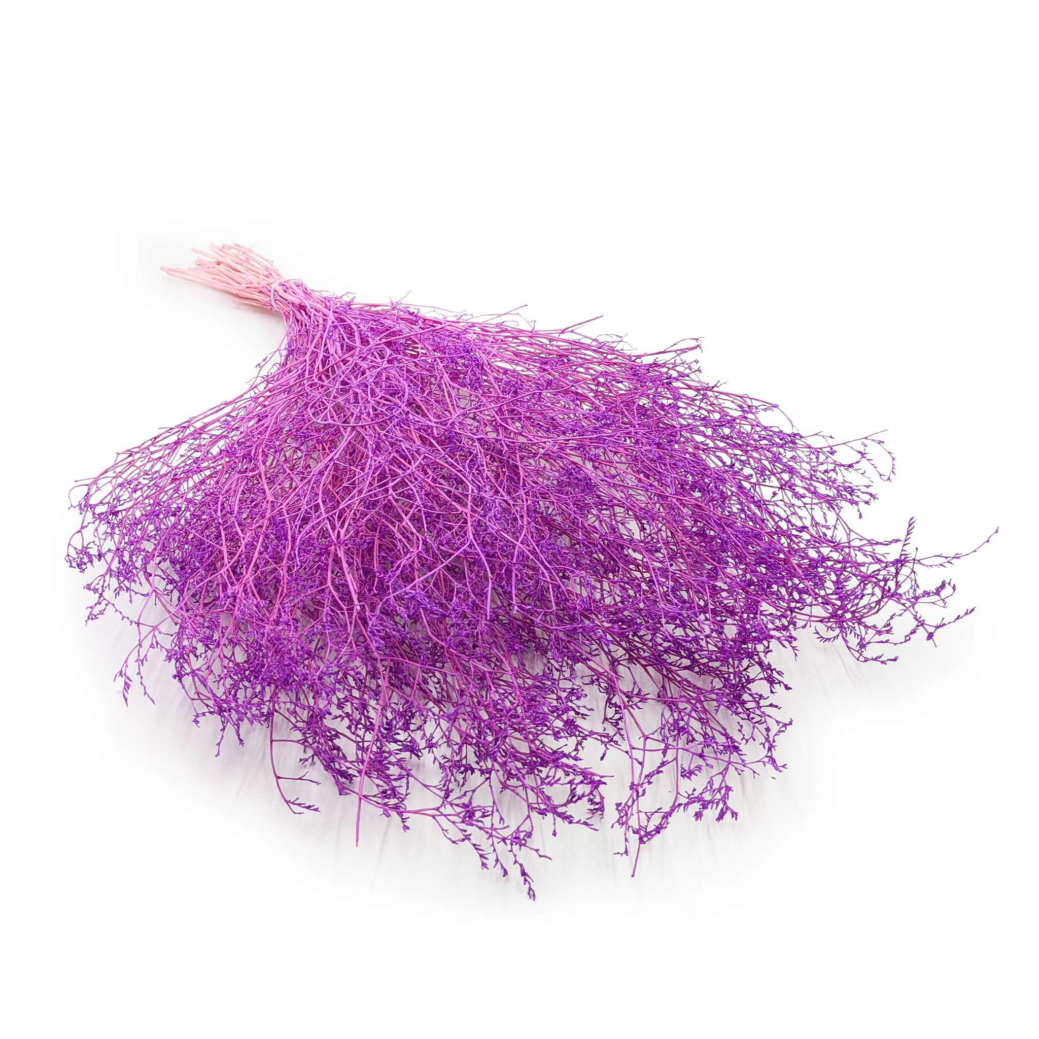 Dried Broadleaf Statice – Limonium Latifolium – Lilac