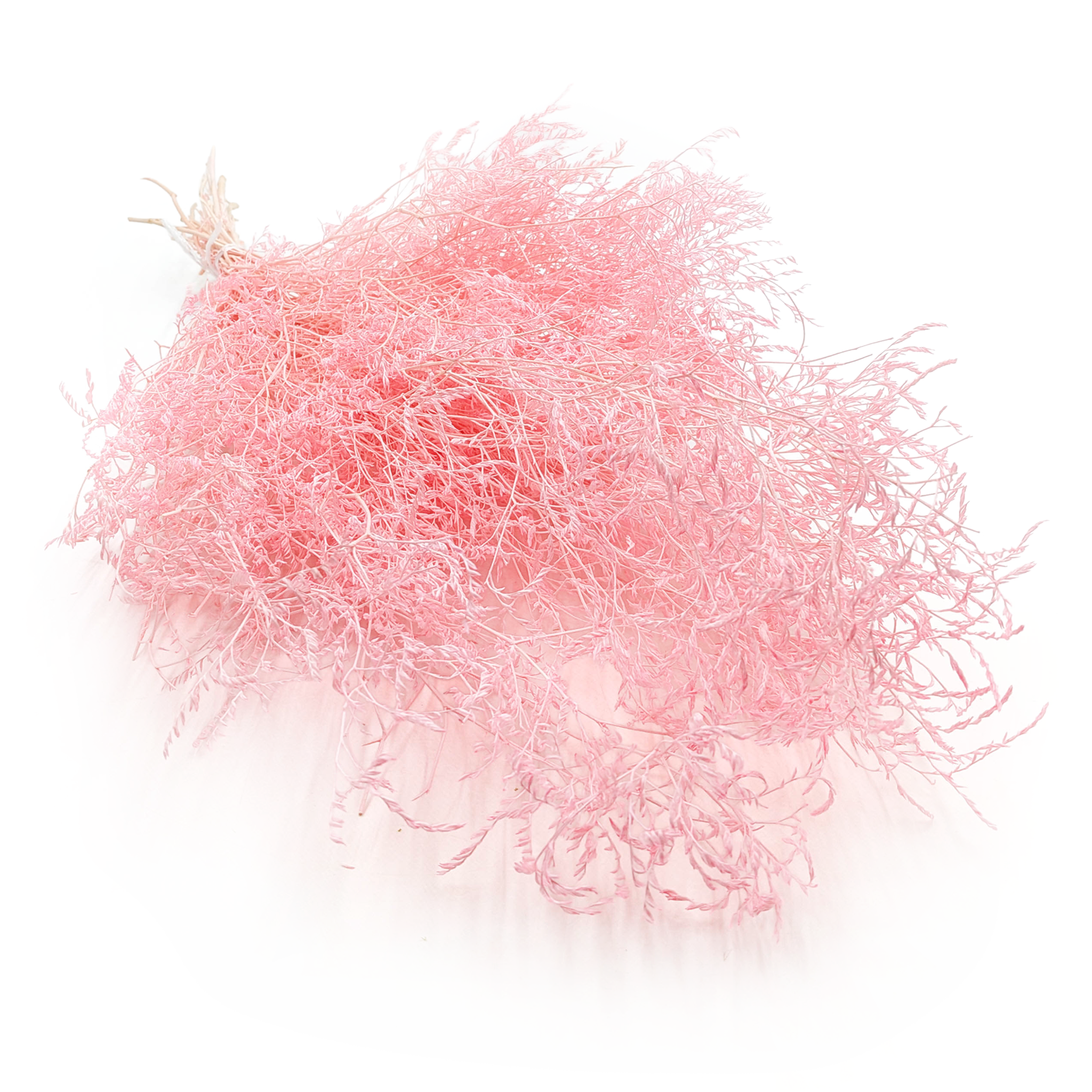 Dried Broadleaf Statice – Limonium Latifolium – Light Pink