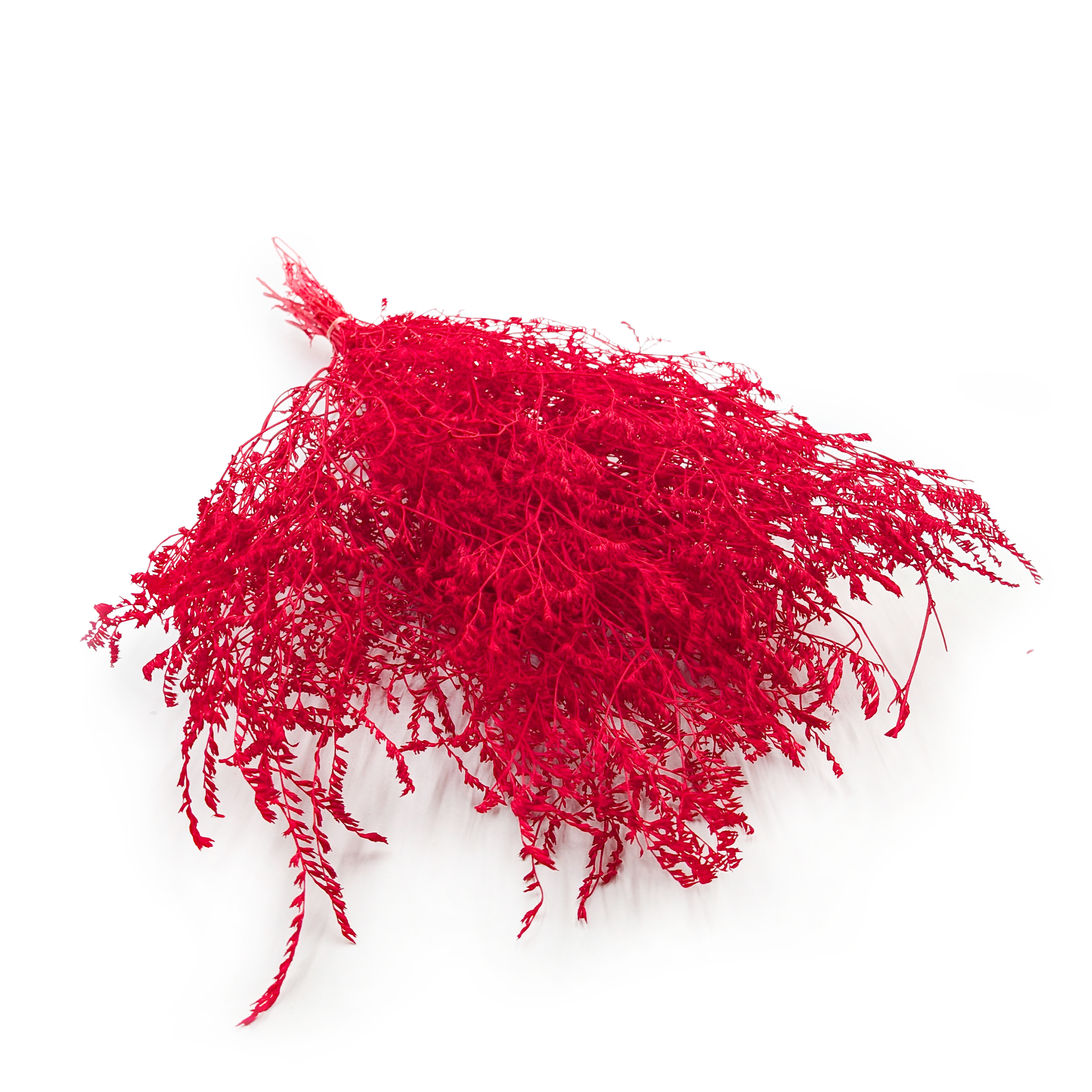 Dried Broadleaf Statice – Limonium Latifolium – Red