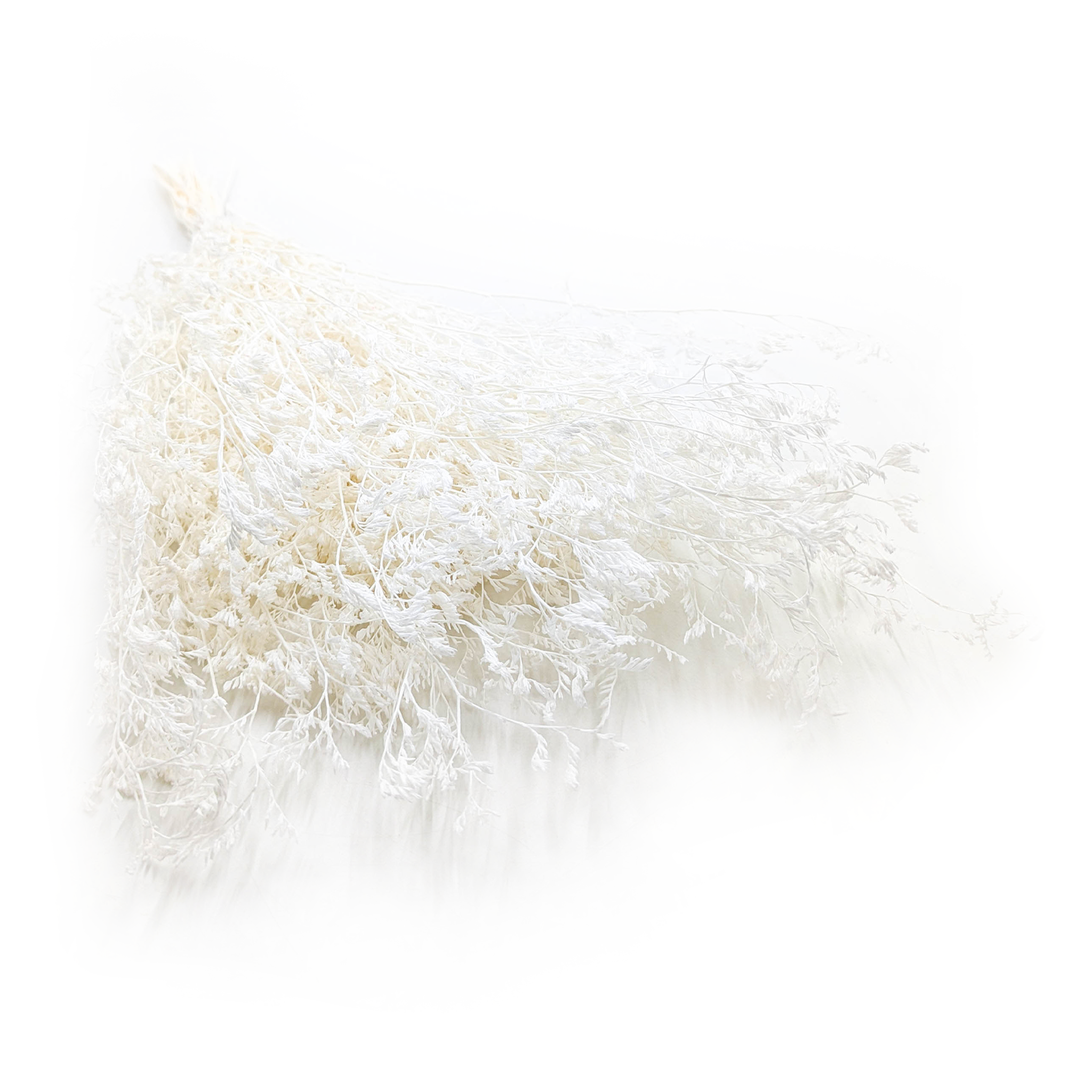 Dried Broadleaf Statice – Limonium Latifolium – Bleached