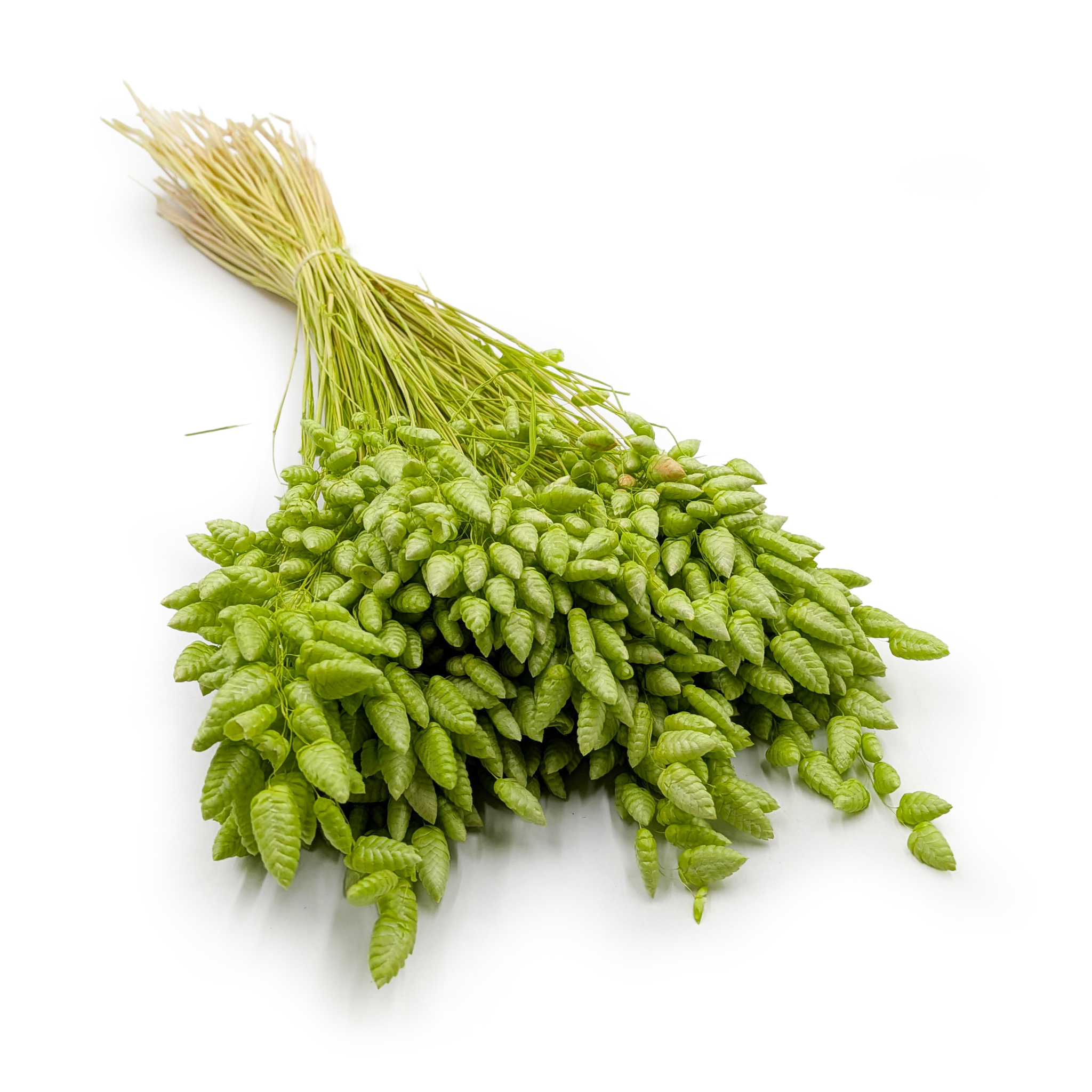 Dried Quaking Grass – (Briza Maxima) – Light Green