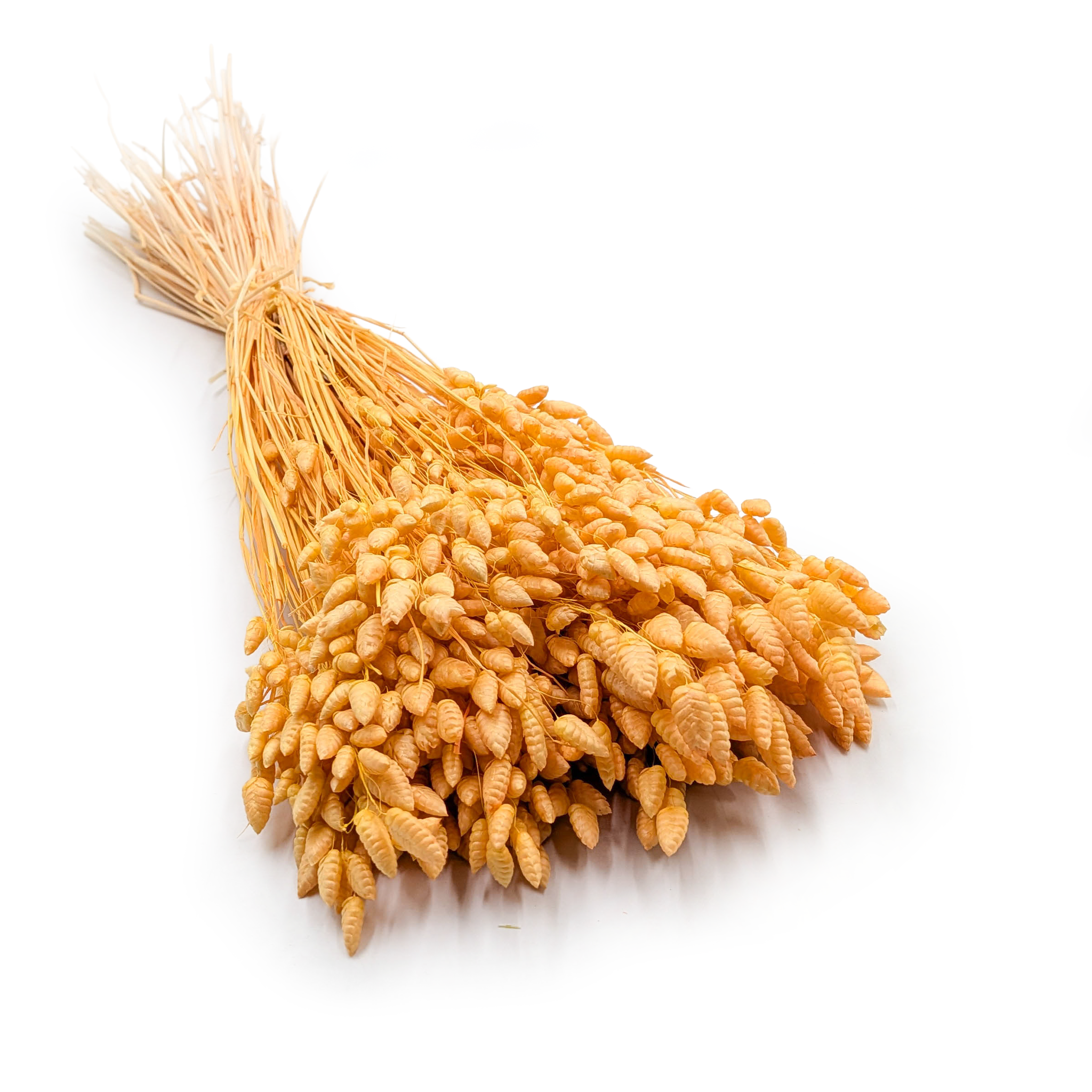 Dried Quaking Grass – (Briza Maxima) – Peach