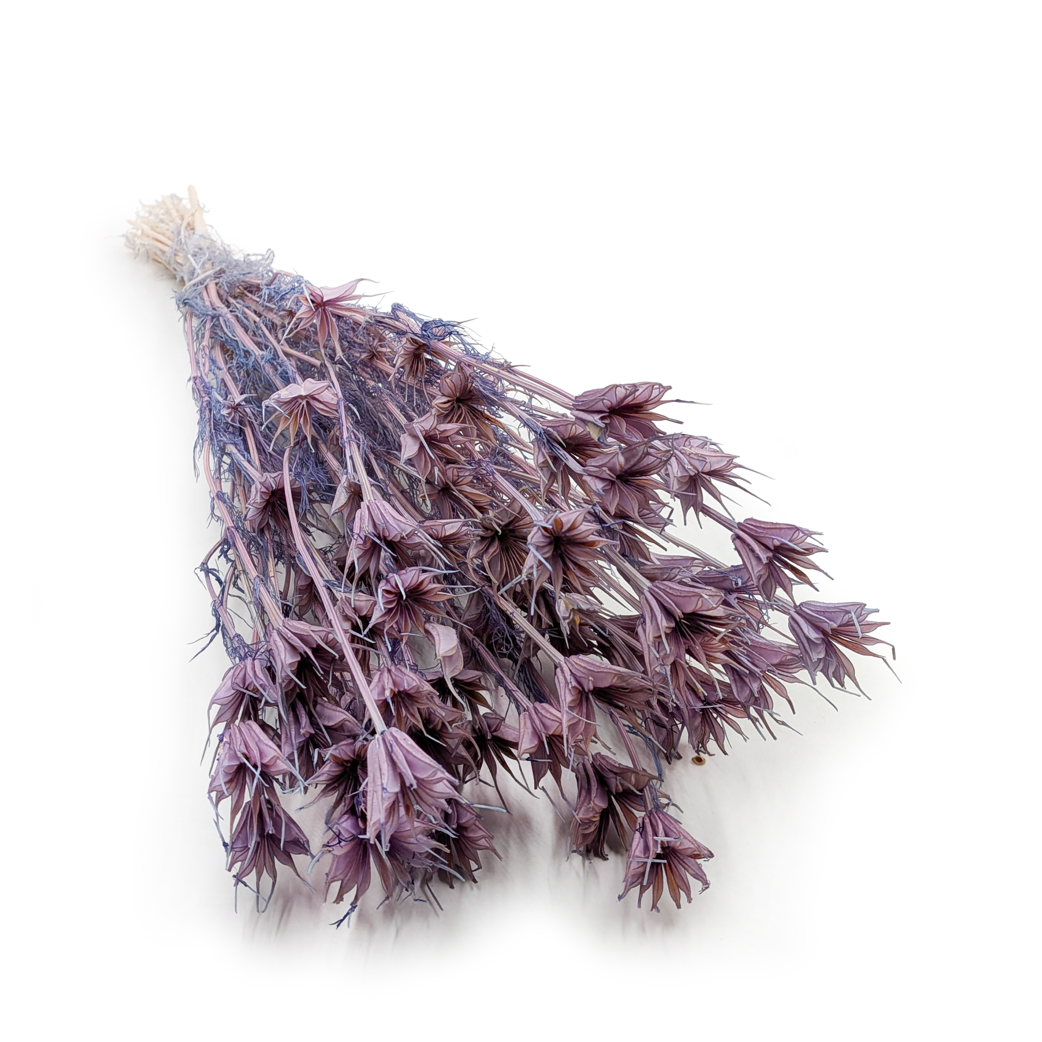 Dried Nigella – (Nigella Orientalis) – Lavender
