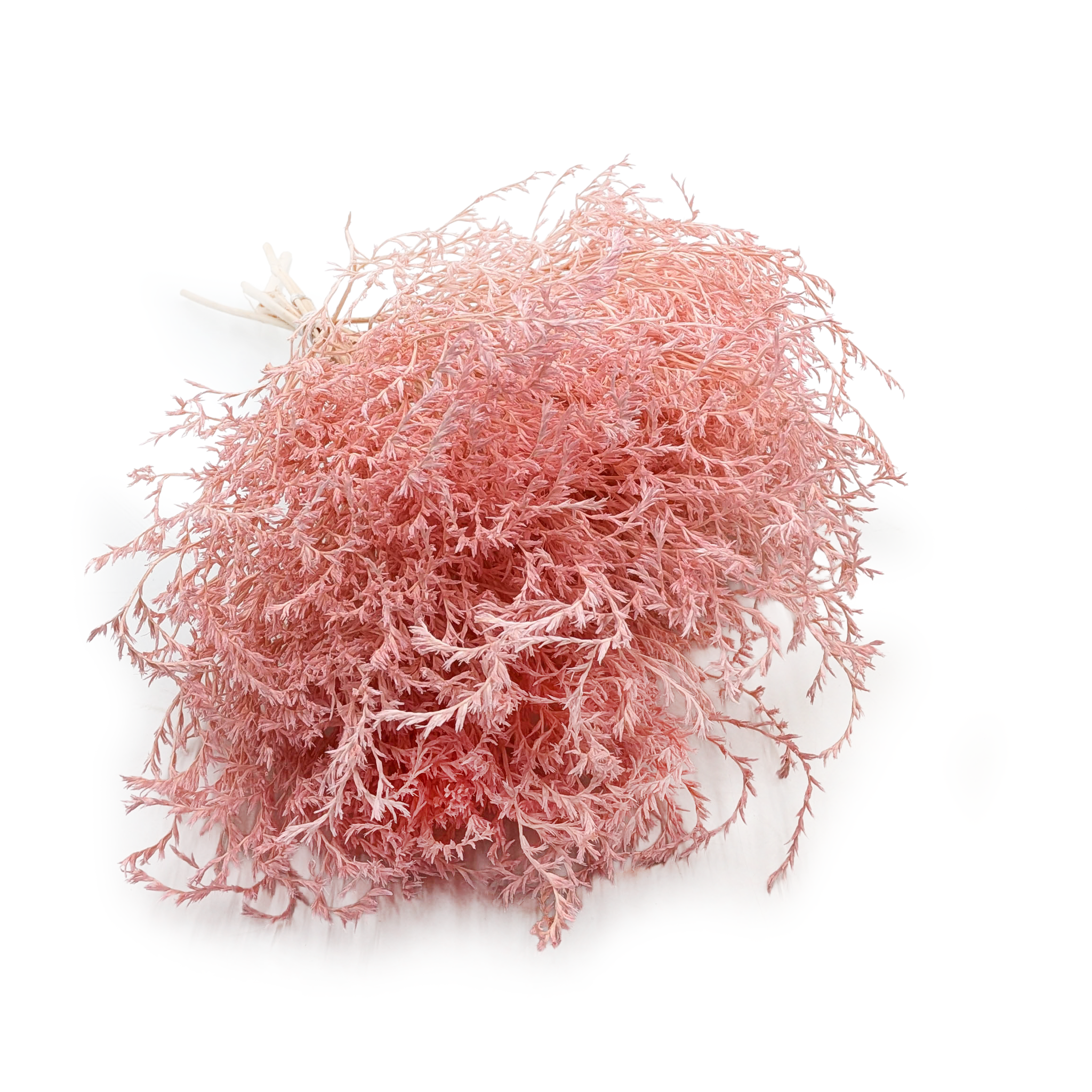 Dried Tatarian Statice – Limonium Tataricum – Pink