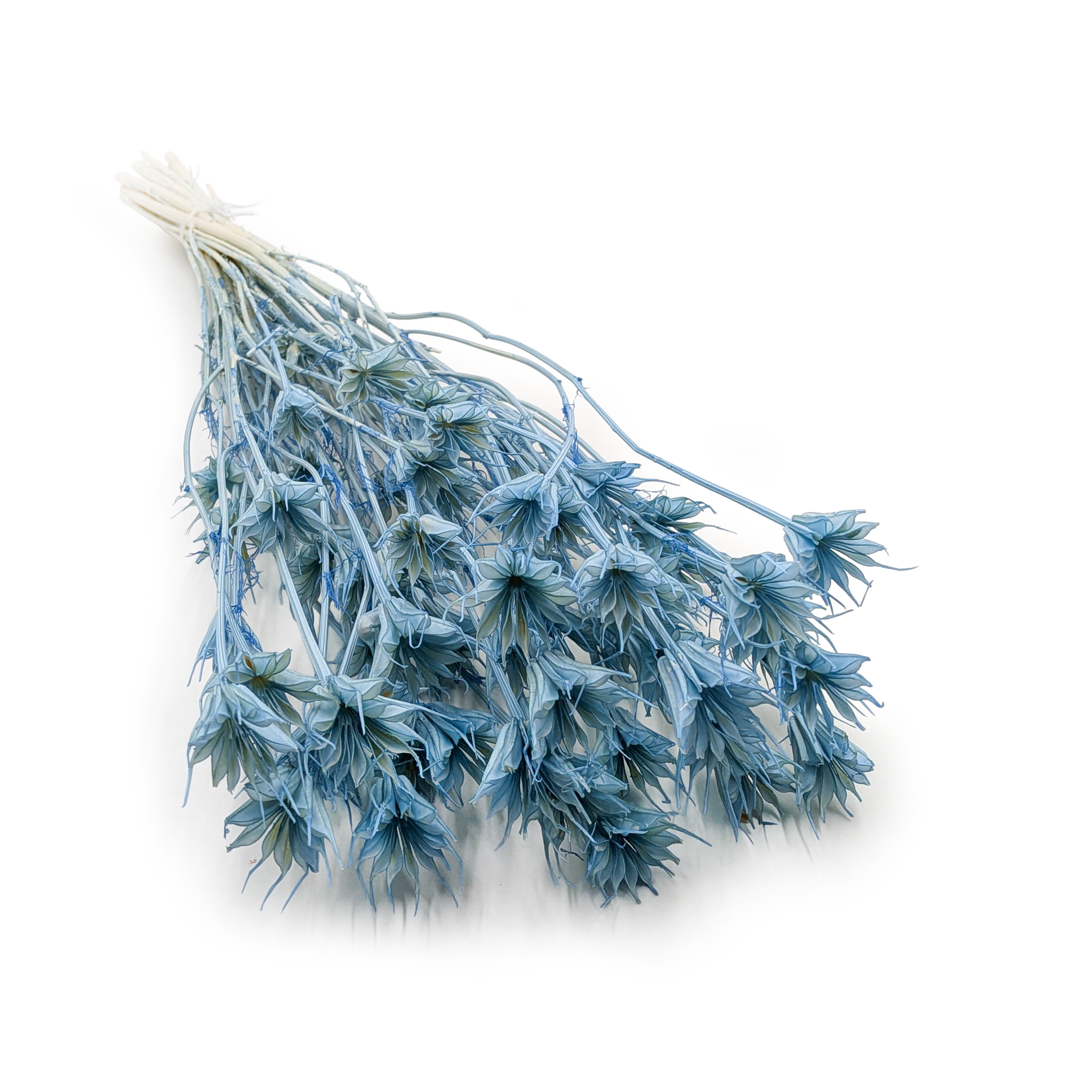 Dried Nigella – (Nigella Orientalis) – Sky Blue