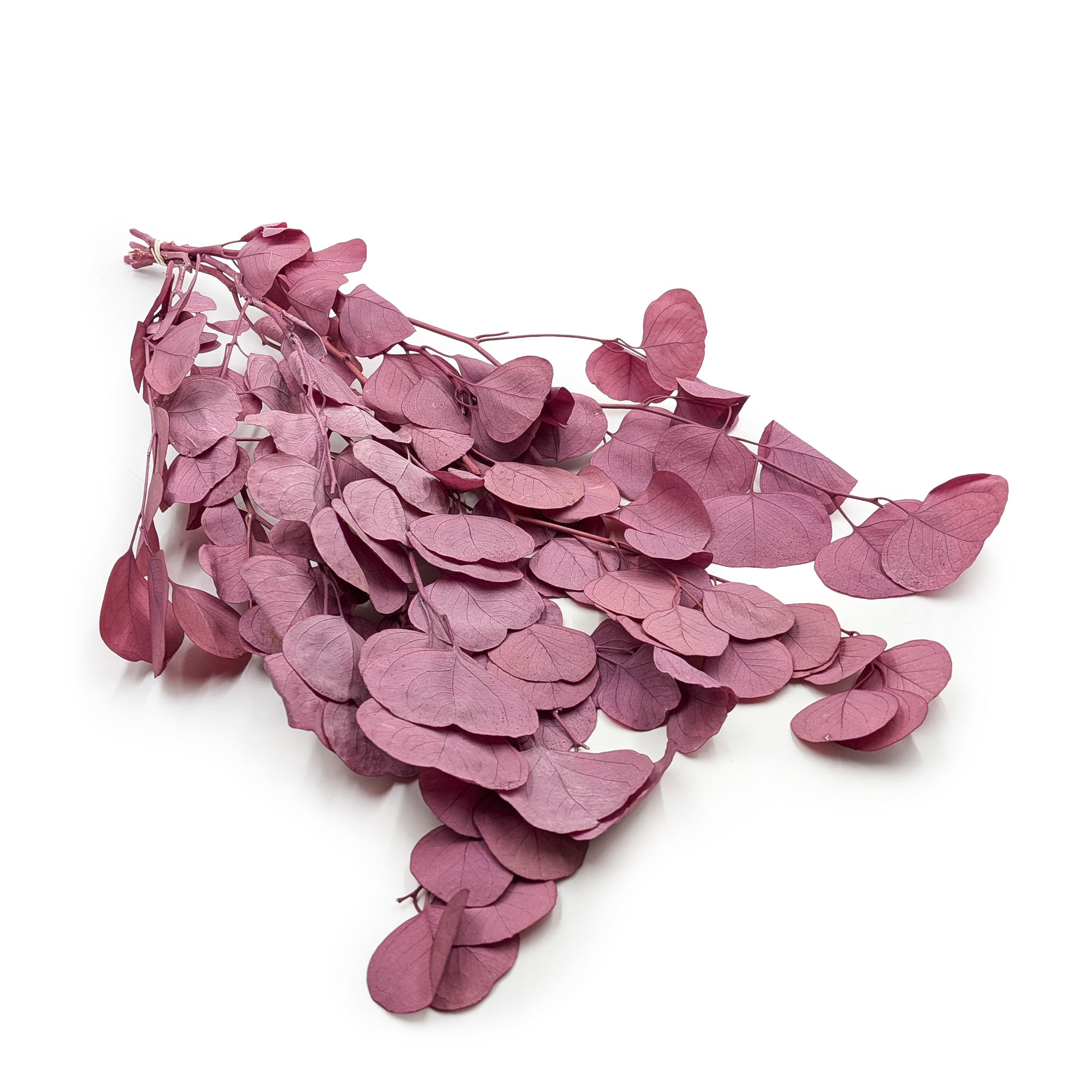 Preserved Eucalyptus - Populus - Royal - Dusty Pink