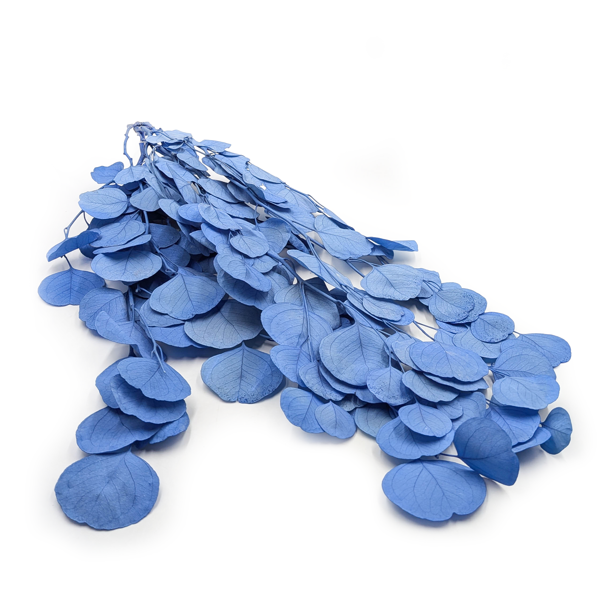 Preserved Eucalyptus - Populus - Royal - Blue