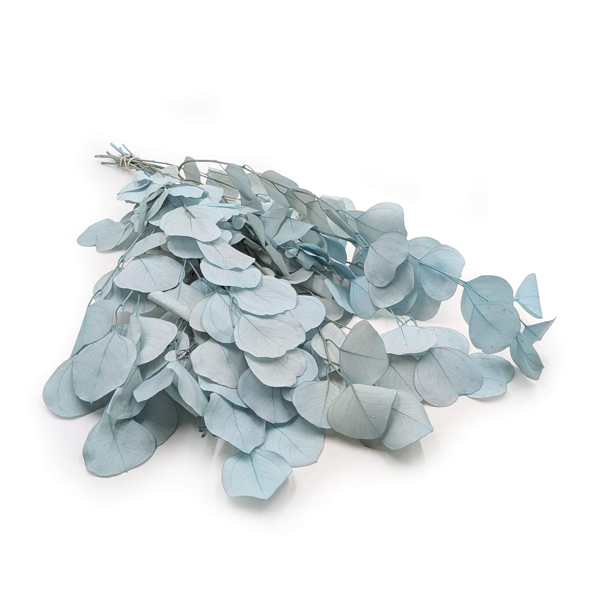 Preserved Eucalyptus - Populus - Royal - Light Blue