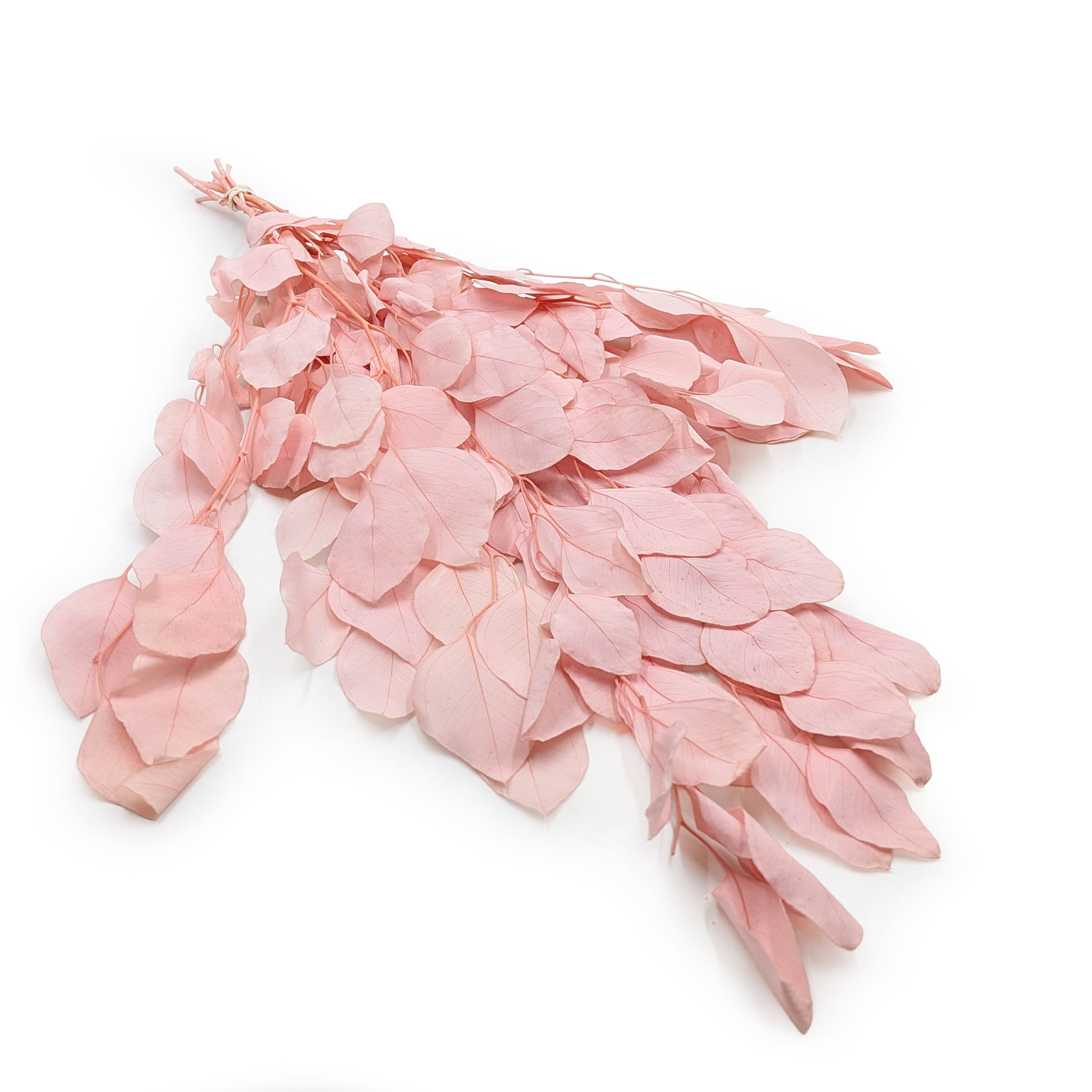 Preserved Eucalyptus - Populus - Royal - Light Pink