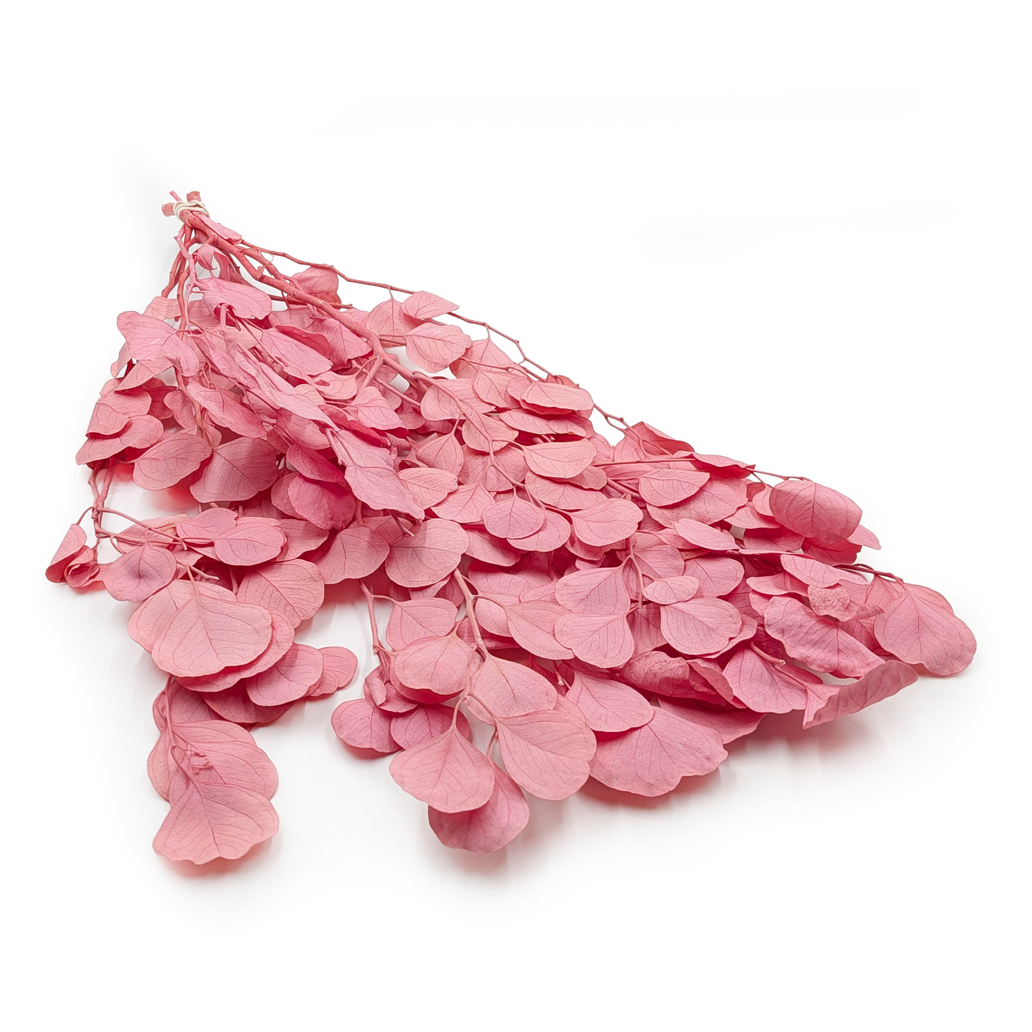 Preserved Eucalyptus - Populus - Royal - Pink