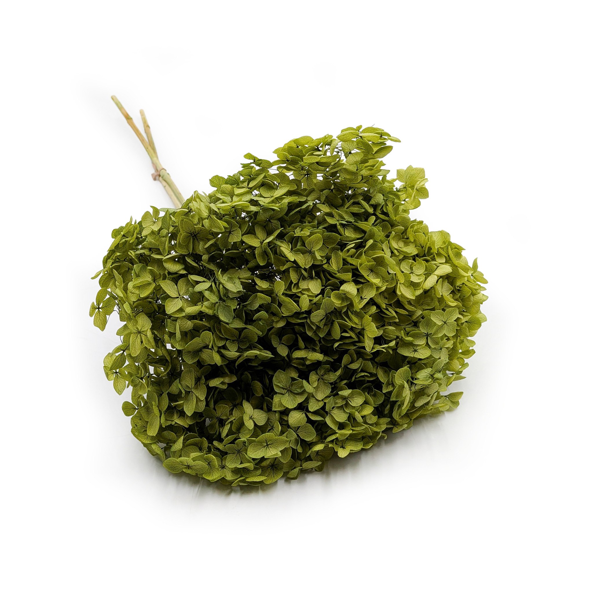 Hydrangea Preserved - (Hydrangea Cabeza) - Royal - Green