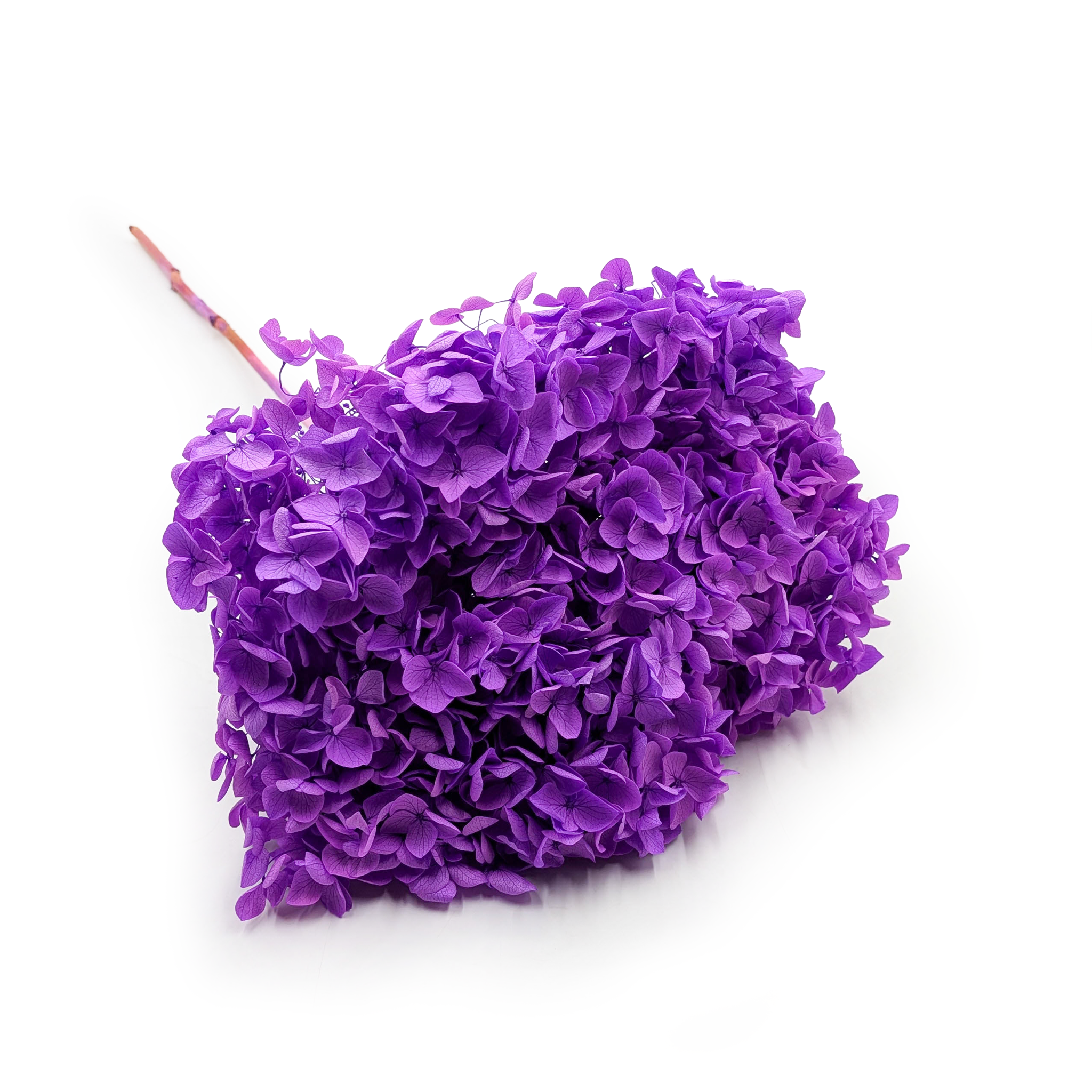 Hydrangea Preserved - (Hydrangea Cabeza) - Royal - Lavender