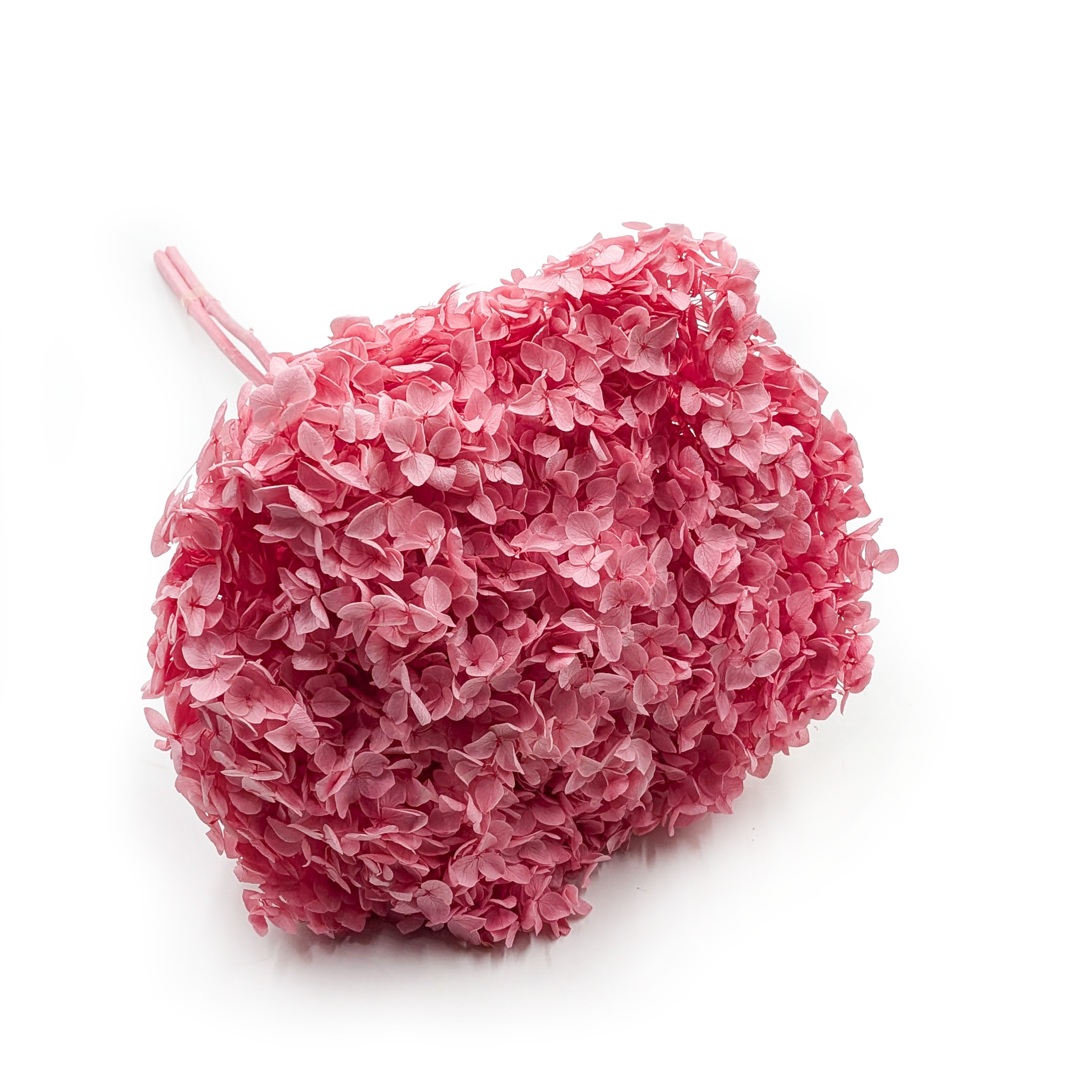 Hydrangea Preserved - (Hydrangea Cabeza) - Royal - Pink