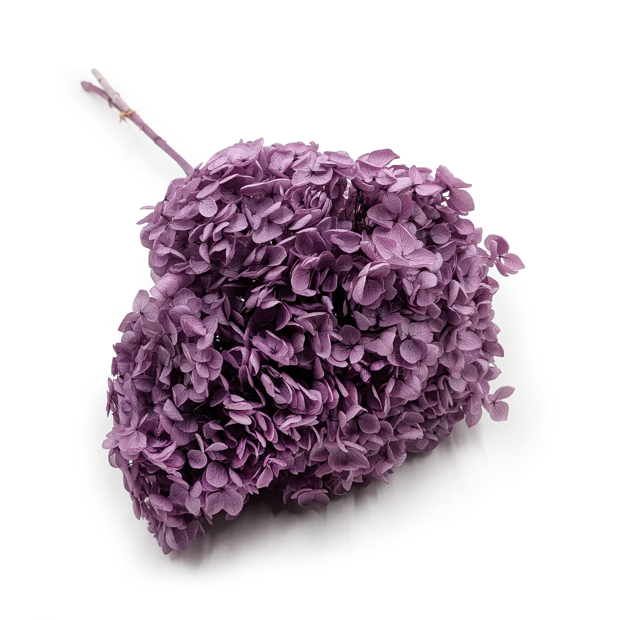 Hydrangea Preserved - (Hydrangea Cabeza) - Royal - Plum