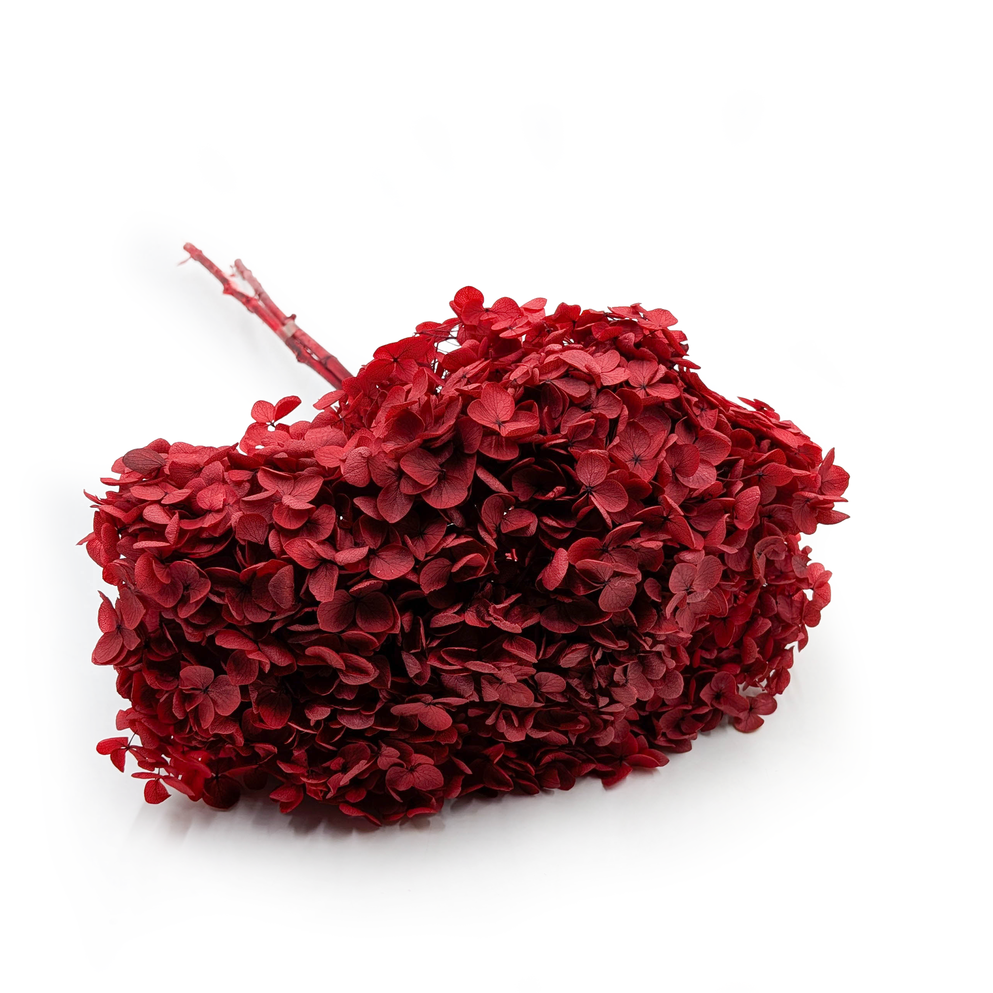 Hydrangea Preserved - (Hydrangea Cabeza) - Royal - Burgundy