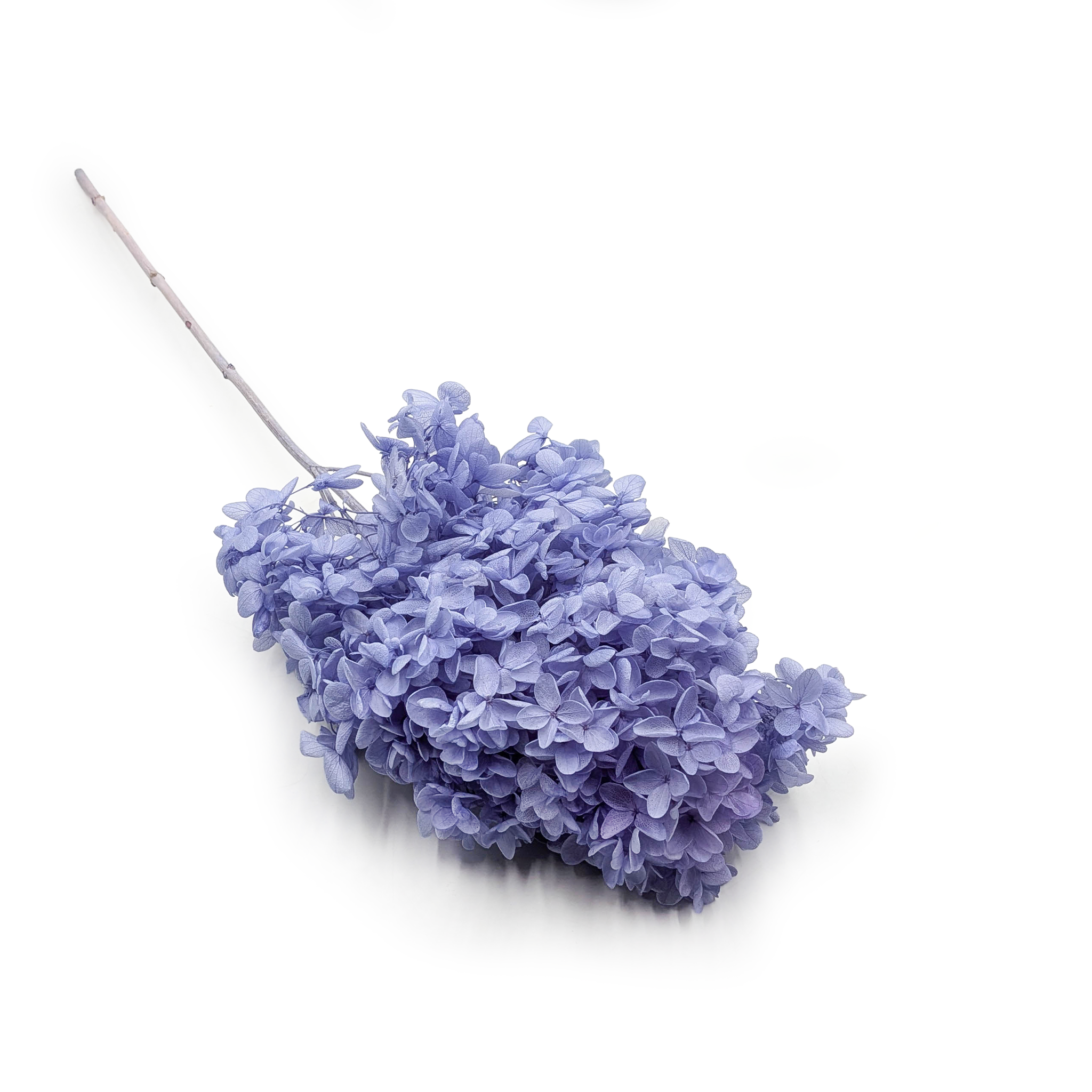 Preserved Hydrangea – (Hydrangea Conical) – Royal – Lavender