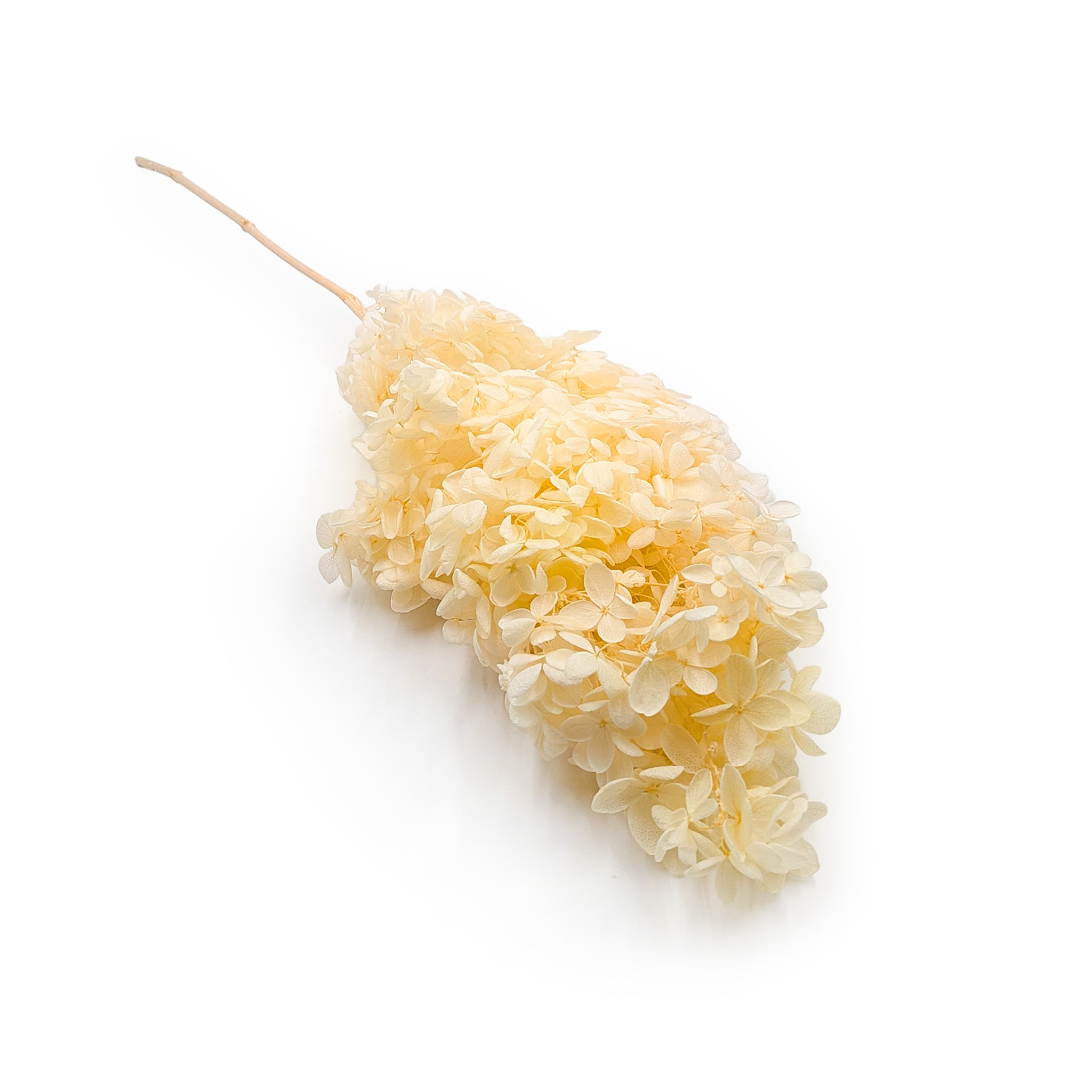 Preserved Hydrangea – (Hydrangea Conical) – Royal – Yellow