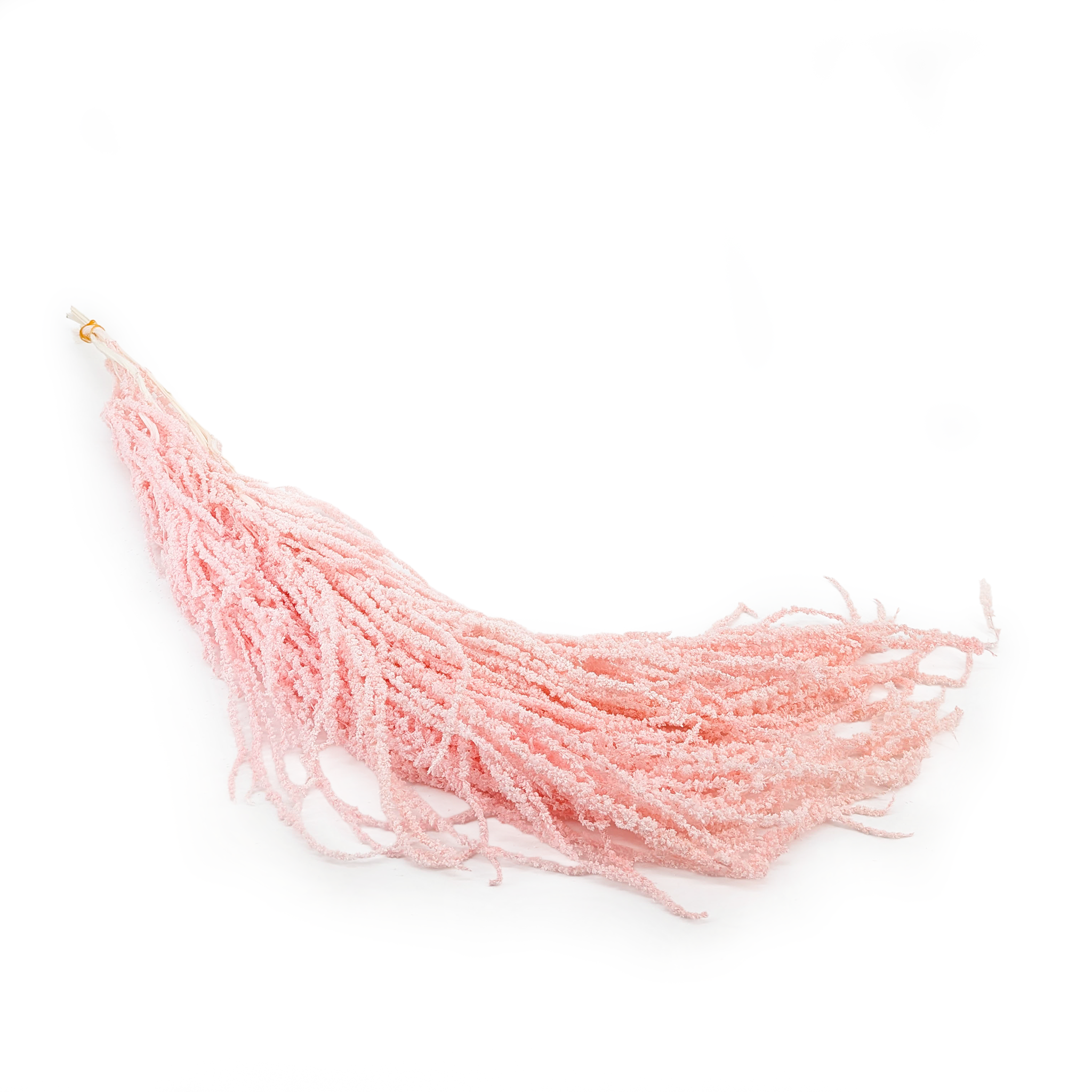 Preserved Amaranthus - Royal – Salmon Pink