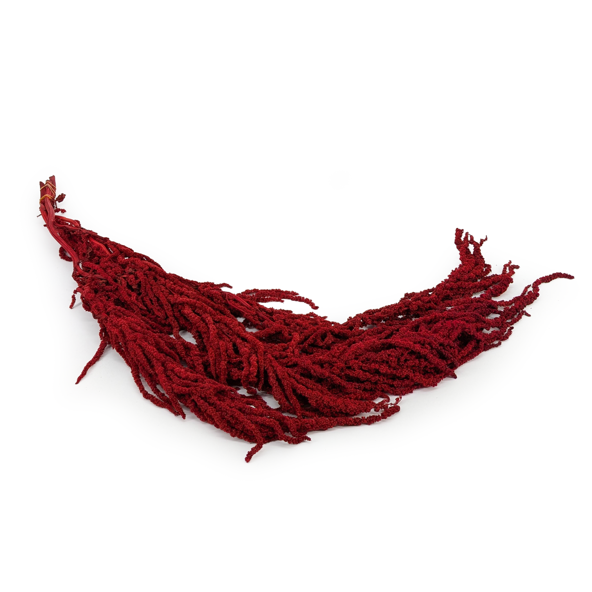 Preserved Amaranthus - Royal – Burgundy