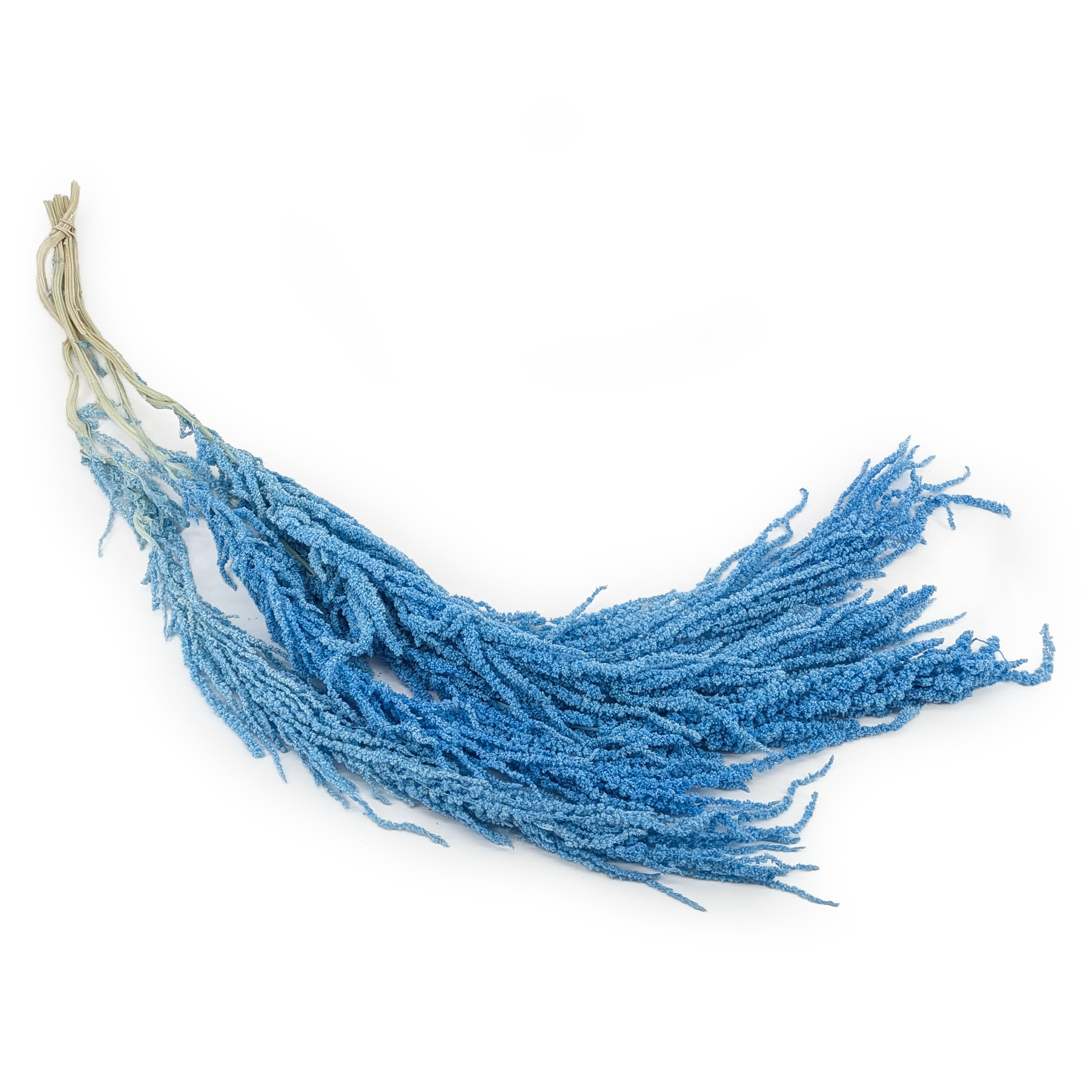 Preserved Amaranthus - Royal – Light Blue