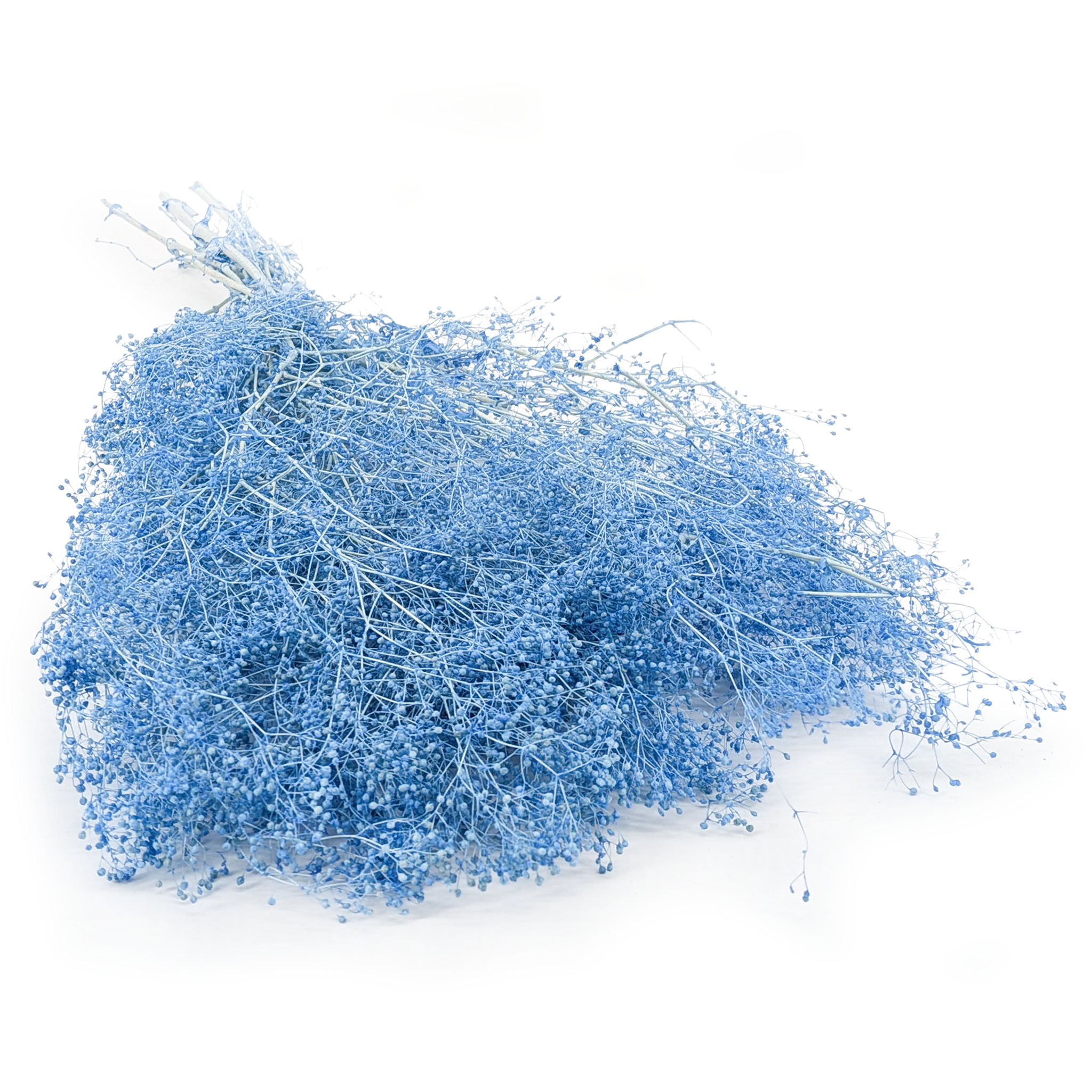 Gipsówka Stabilizowana MINI - (gypsophila) - Light Blue