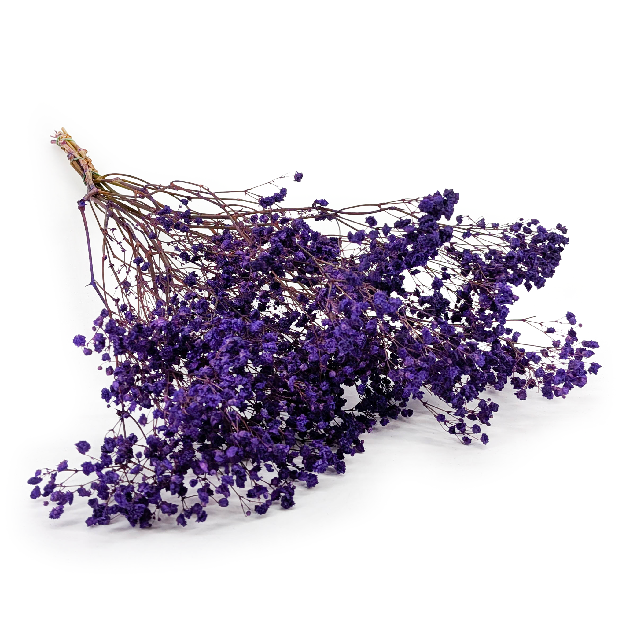 Preserved Gypsophila - Baby's Breath - Pastel Purple