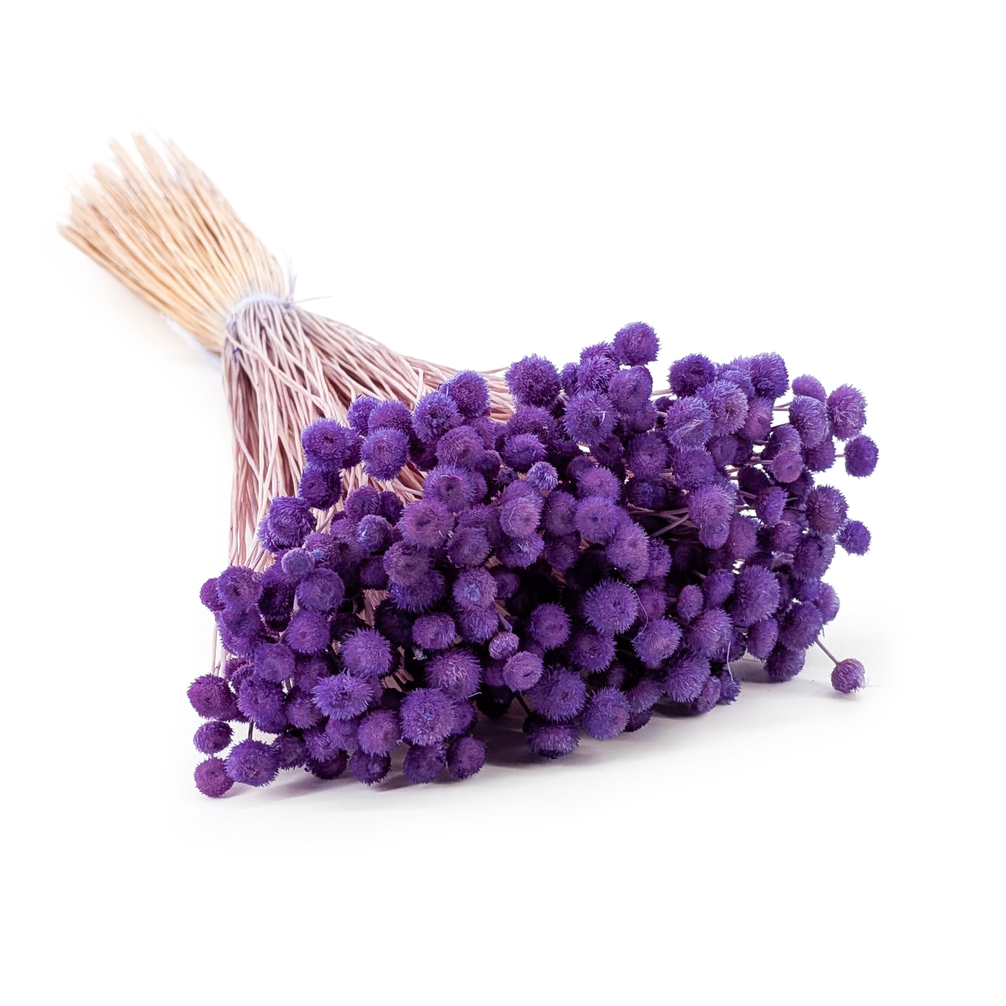 Botao Amarelino - (Amarelinho) - Lavender
