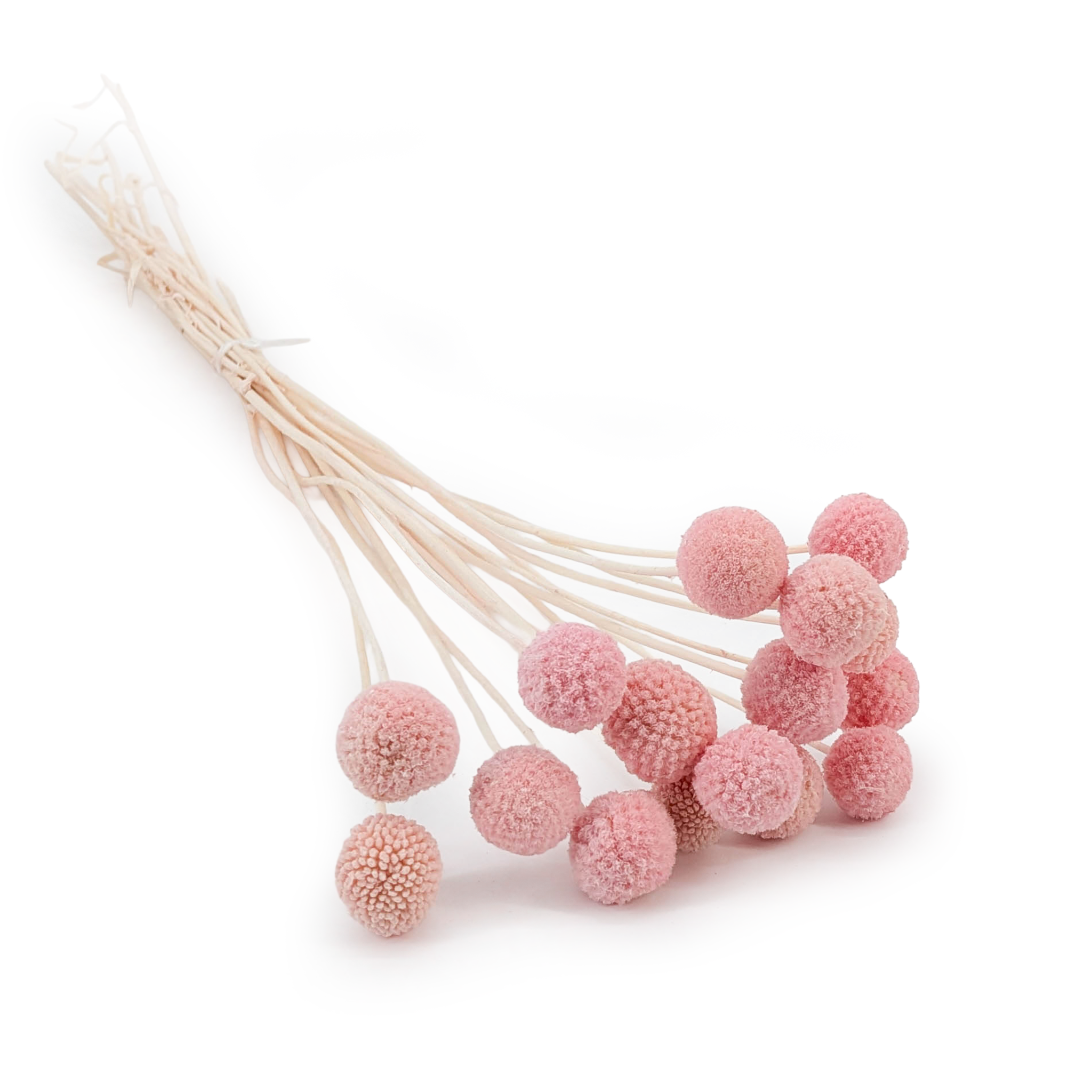 Lila Craspedia - (Natural Extra Craspedia) - Bouquet of 15pcs