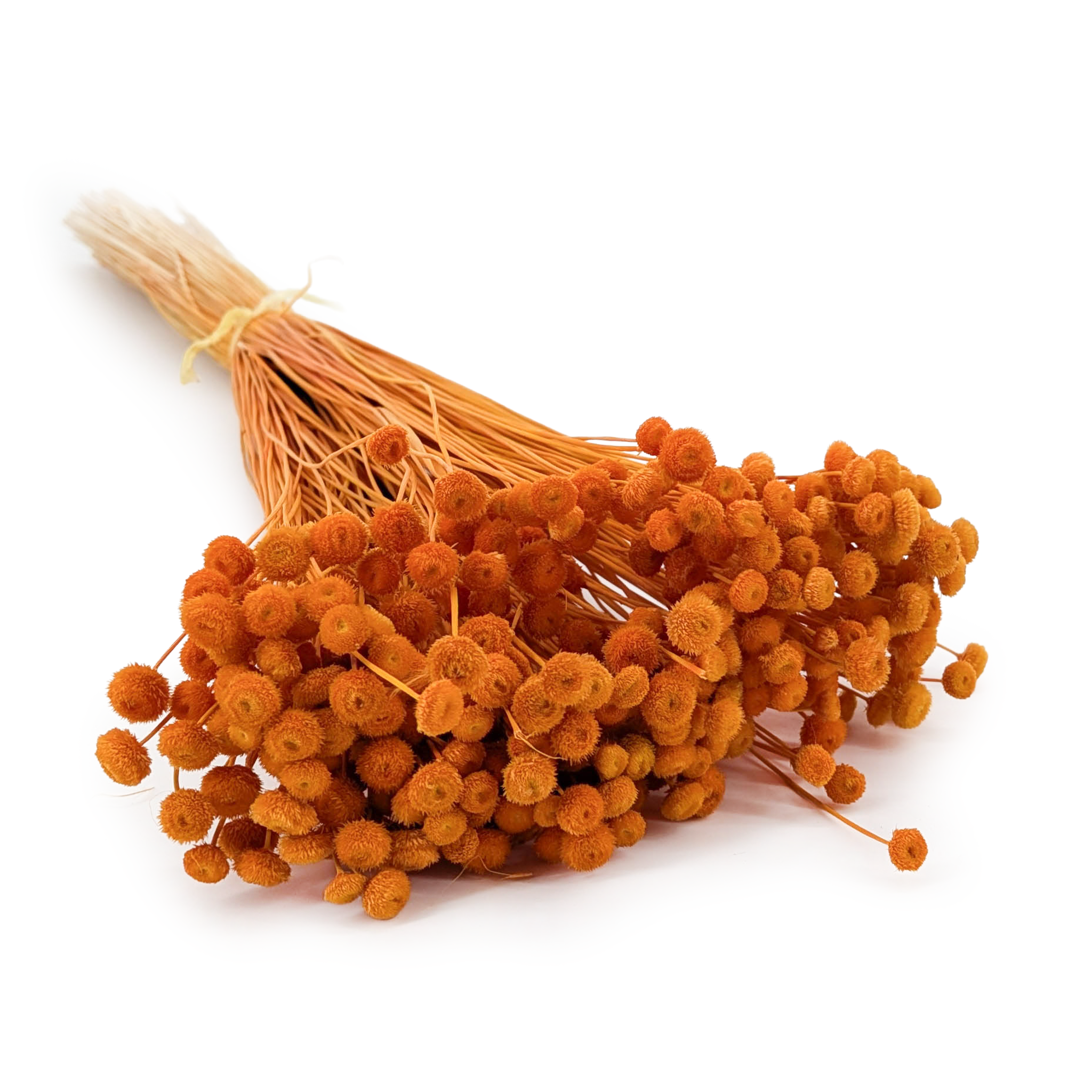 Botao Amarelino - (Amarelinho) - Ginger