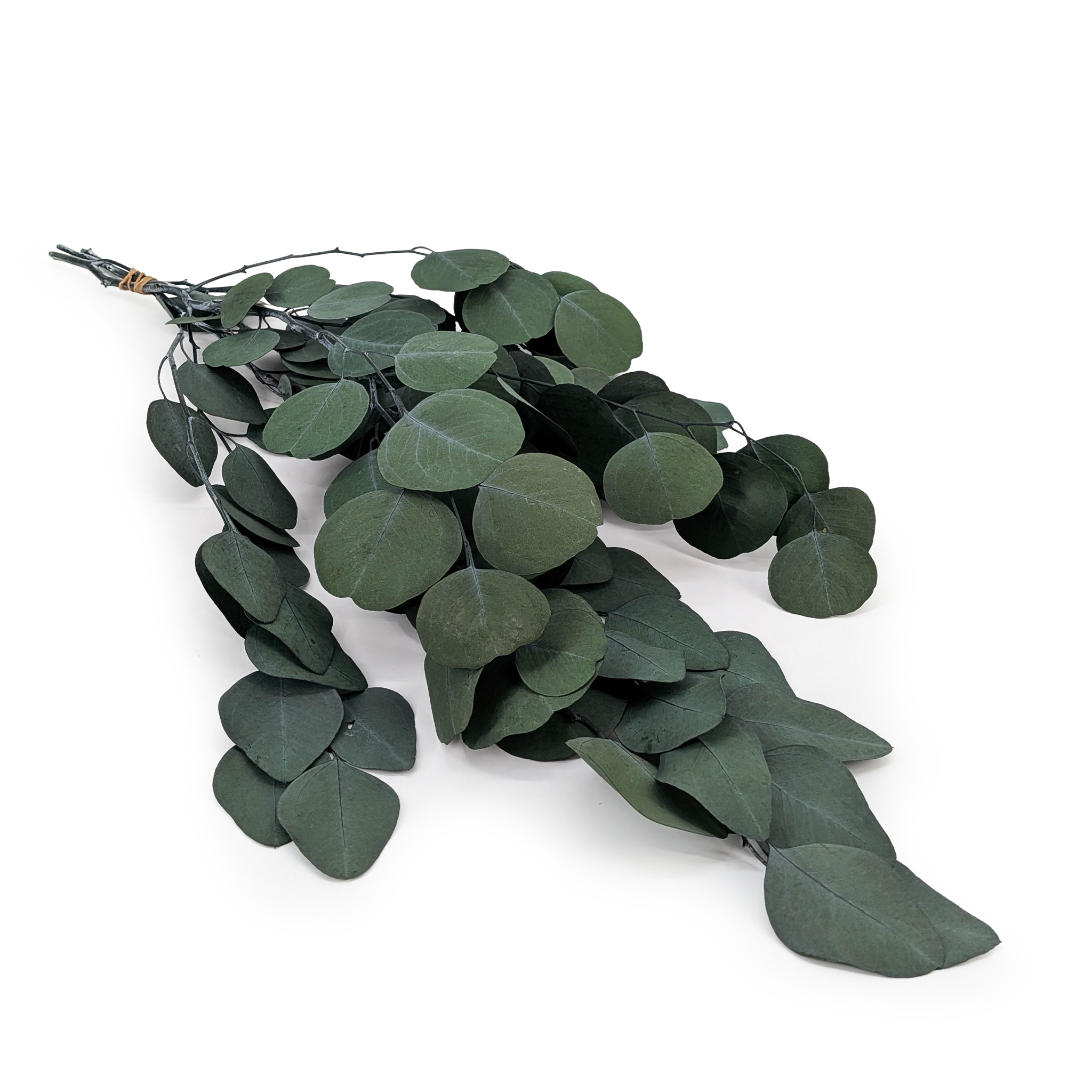 Preserved Eucalyptus - Populus - Royal - Green