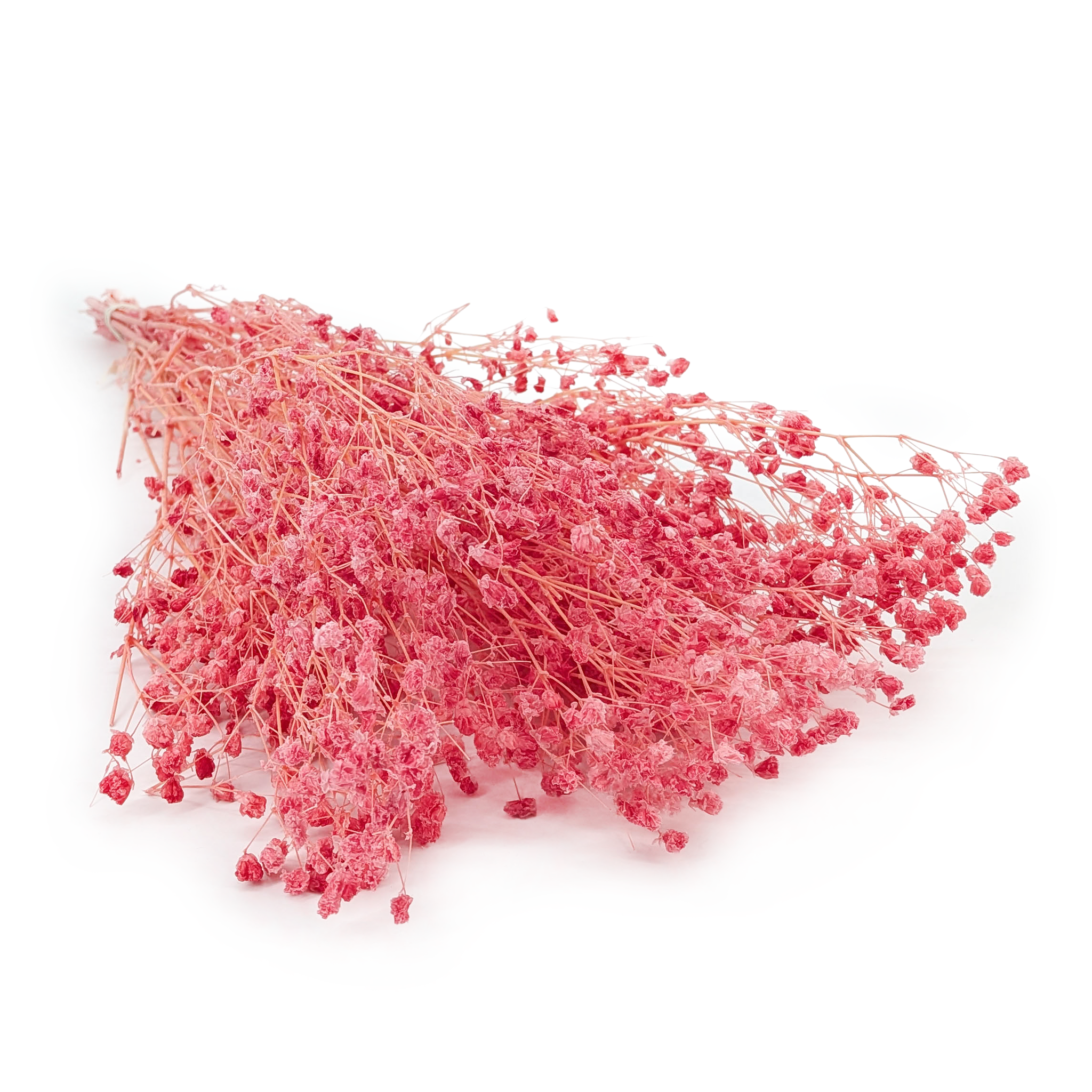 Stabilized Gypsophila - (Gypsophila) - Raspberry Pink