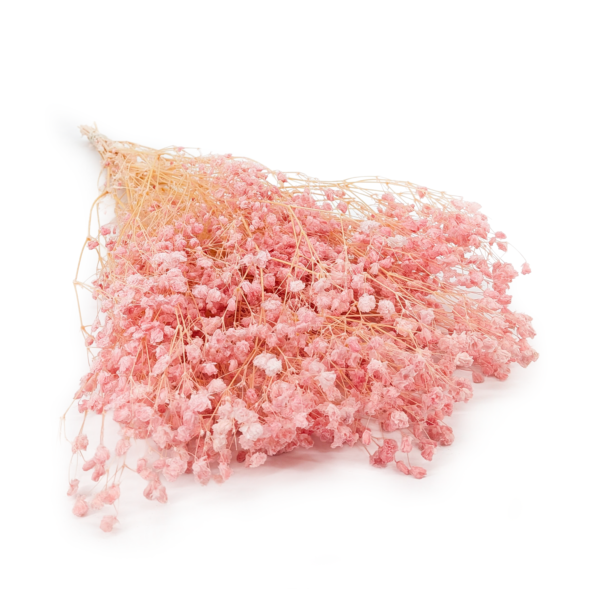 Stabilized Gypsophila - (Gypsophila) - Baby Pink