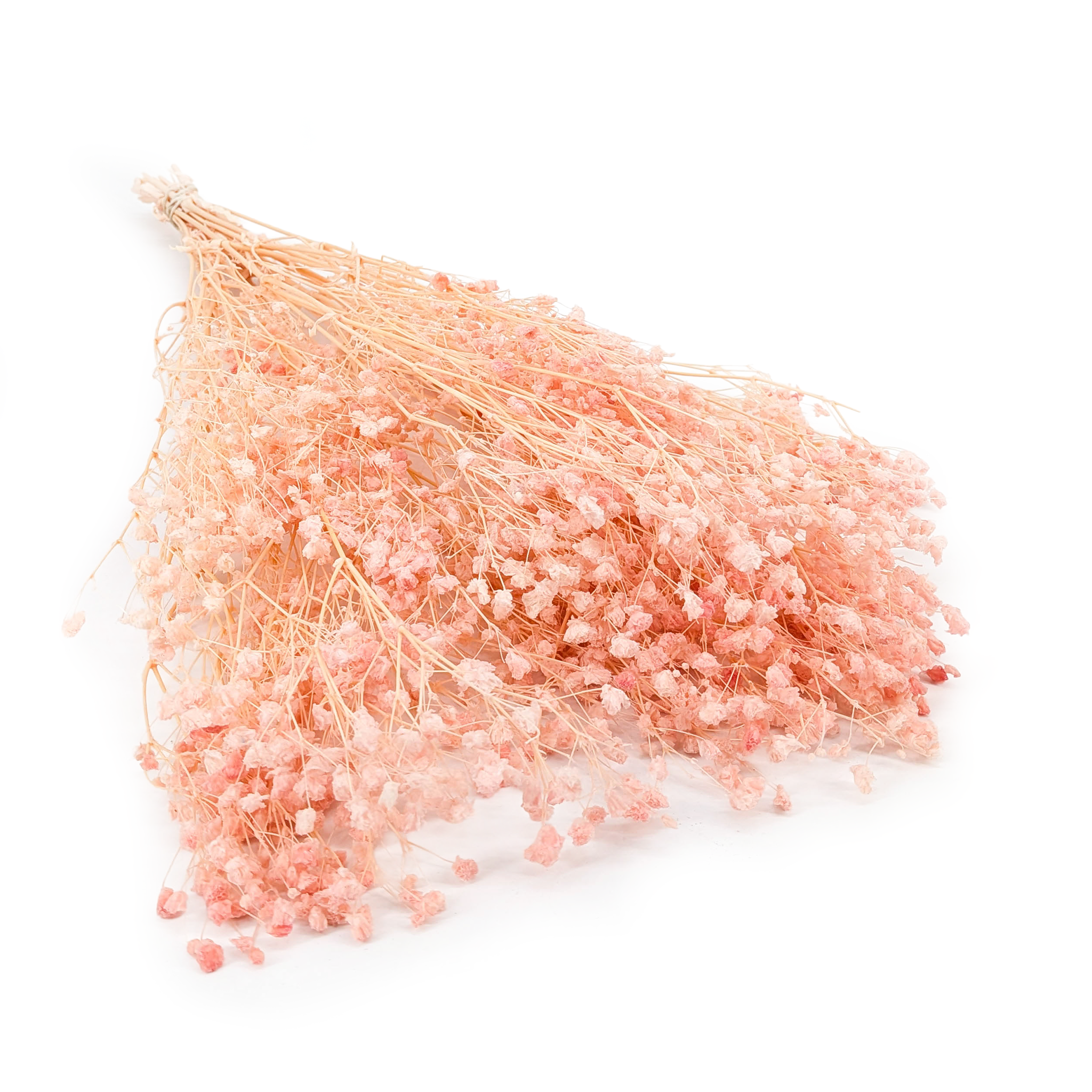 Stabilized Gypsophila - (Gypsophila) - Soft Pink