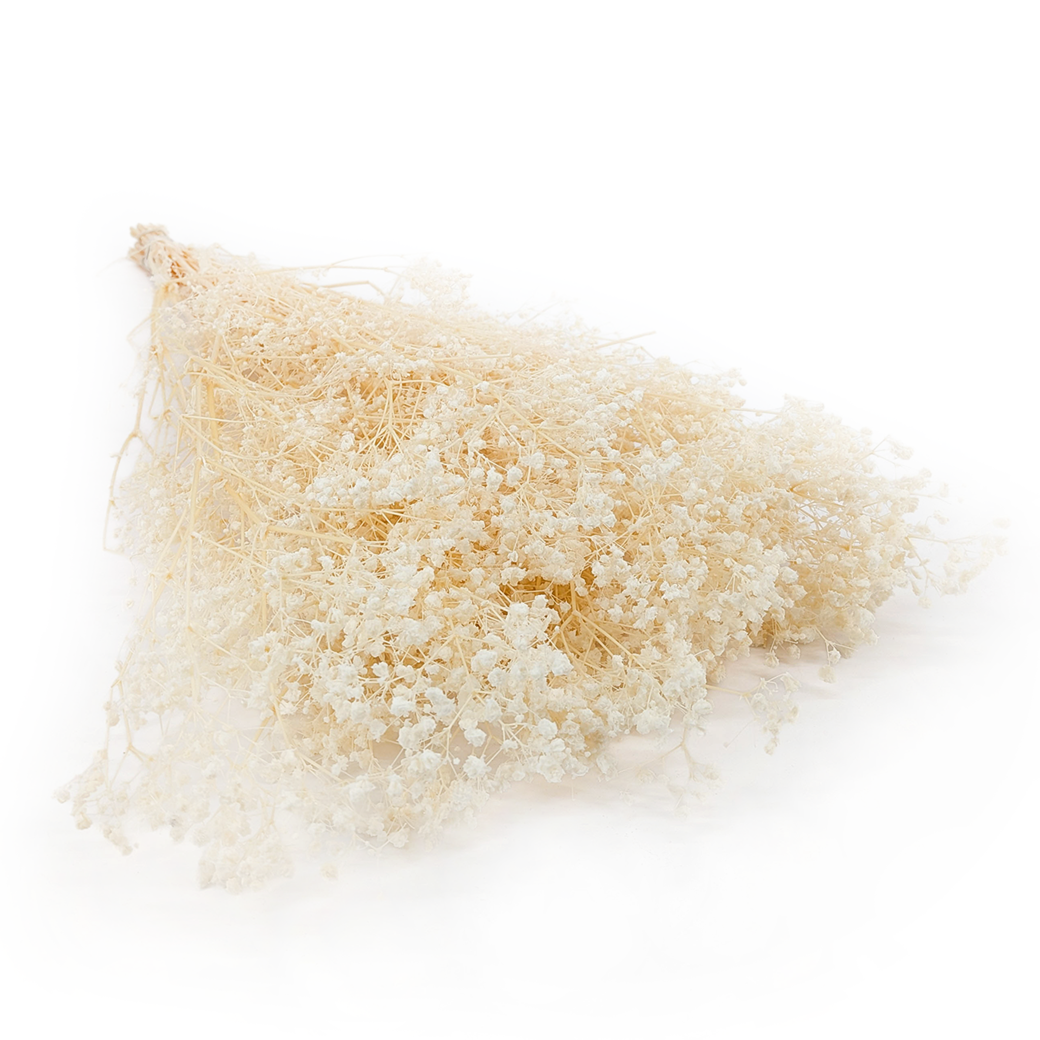 Stabilized Gypsophila - (Gypsophila) - Creamy 