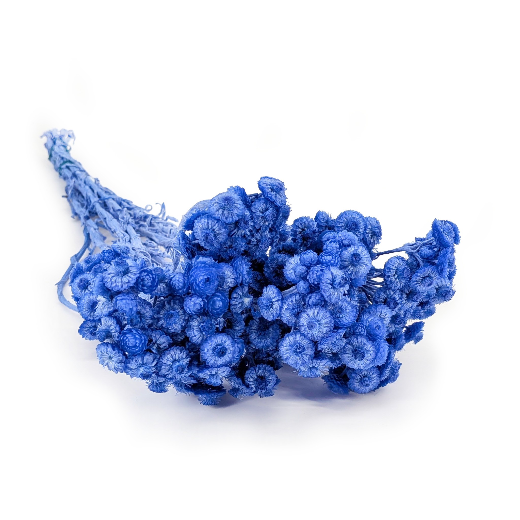 Dried helichrysum - (Helichrysum italicum) - Lavender