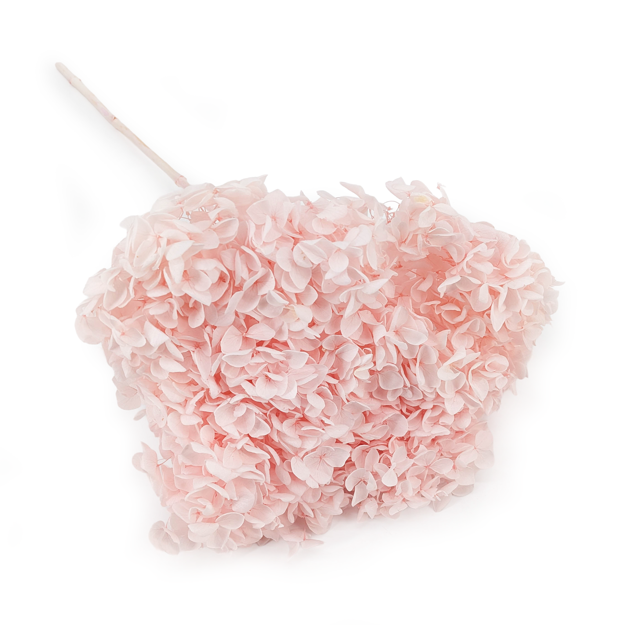 Hydrangea Preserved - (Hydrangea Cabeza) - Royal - Powder Pink