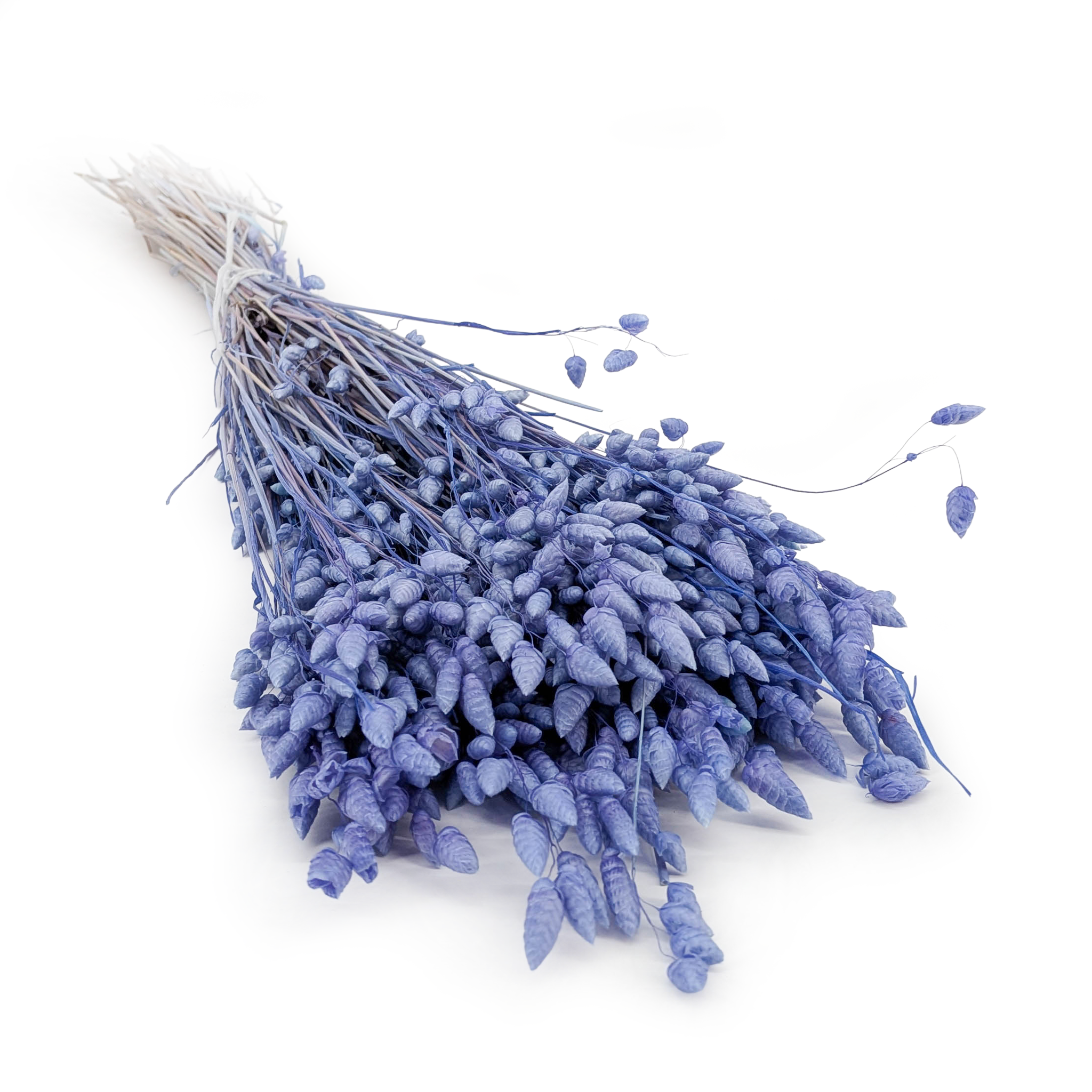 Dried Quaking Grass - (Briza Maxima) - Purple