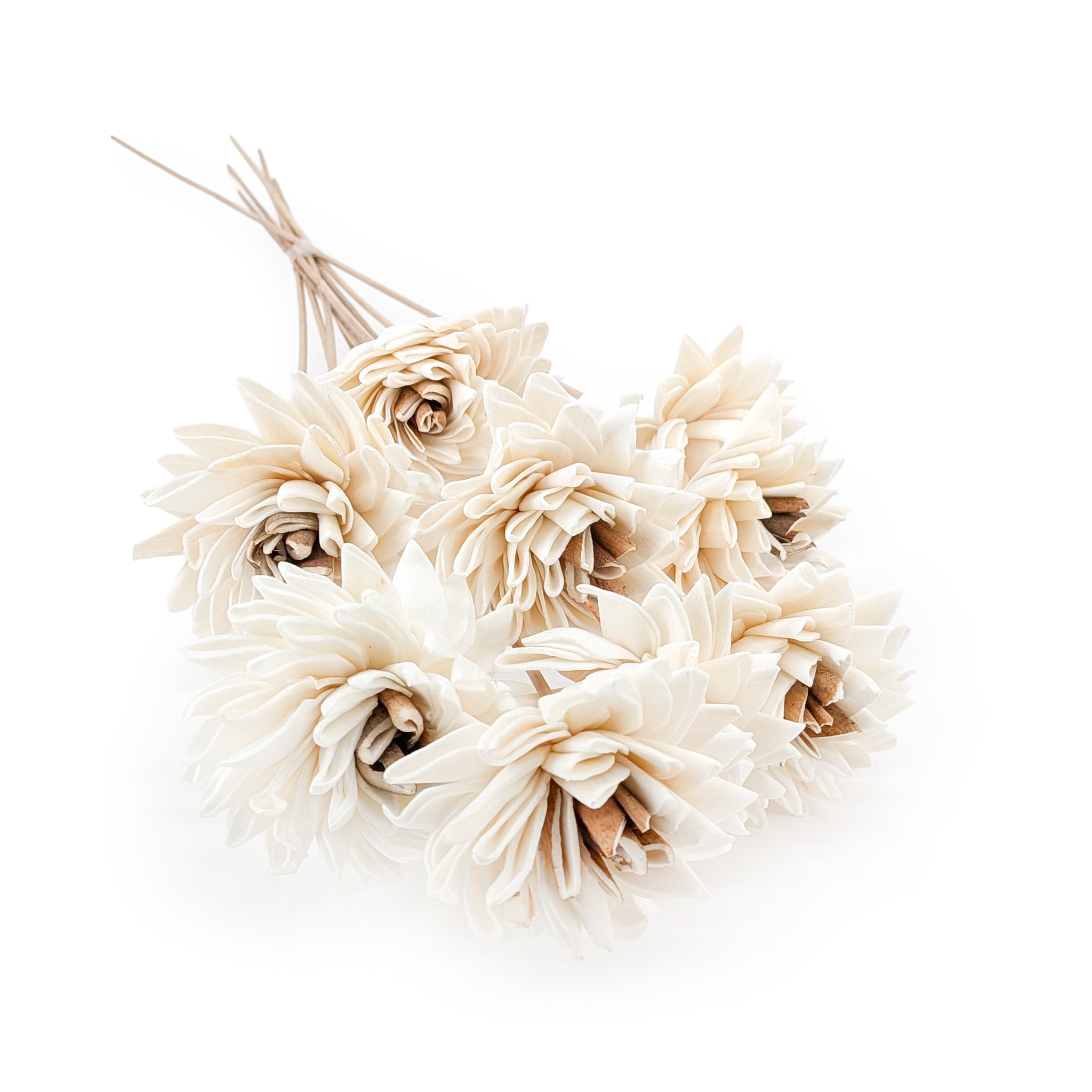 Shola Flower – (Sola Electra) – on Stem – 10 pcs